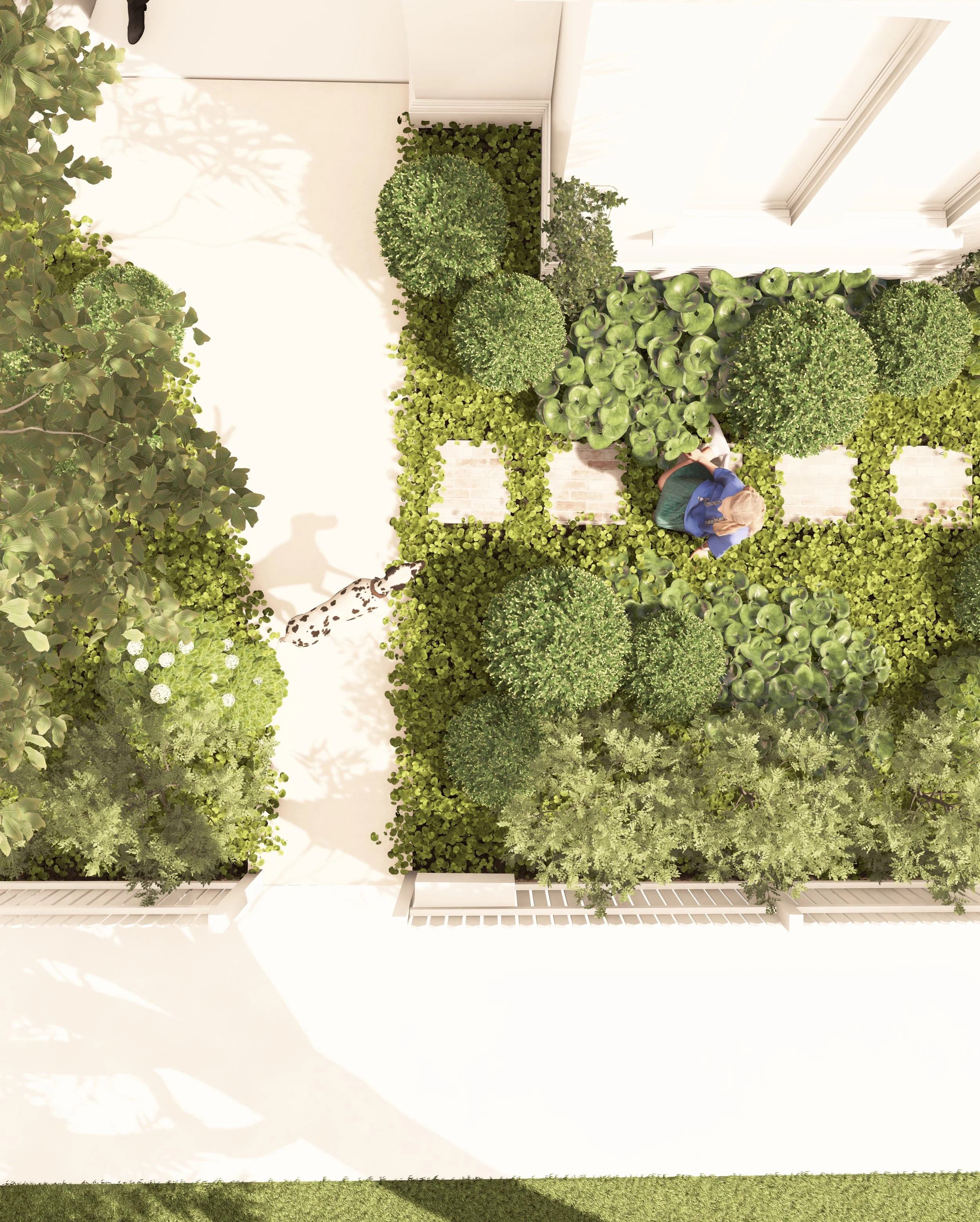 A top-down view of the front path with a Dalmatian walking toward a young girl, surrounded by native violet, Ligularia and clipped Buxus in the Summer Hill garden.