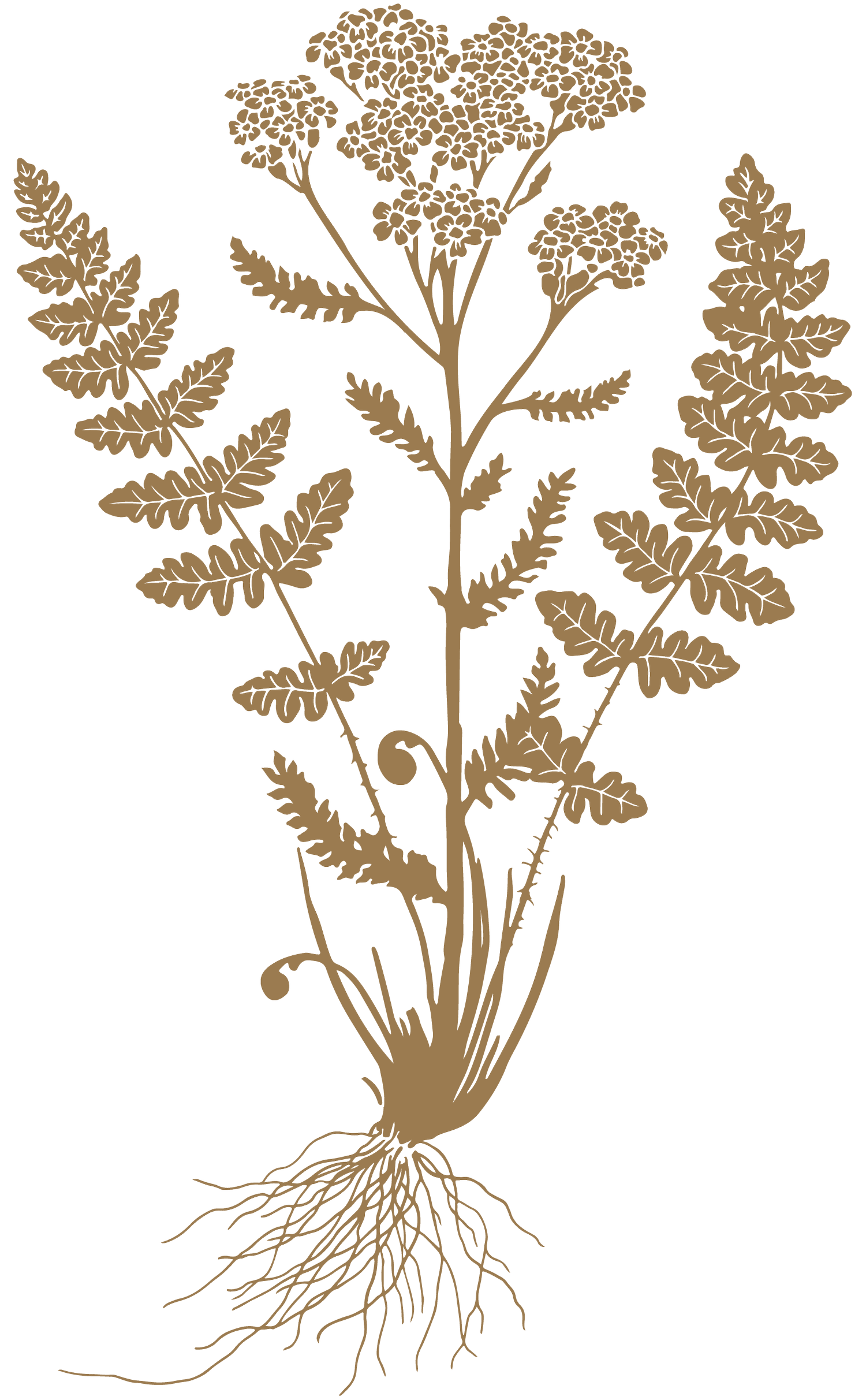 Fern and Yarrow Health