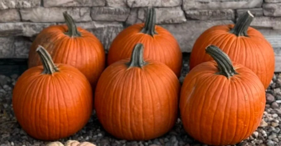 Jack o'lantern
