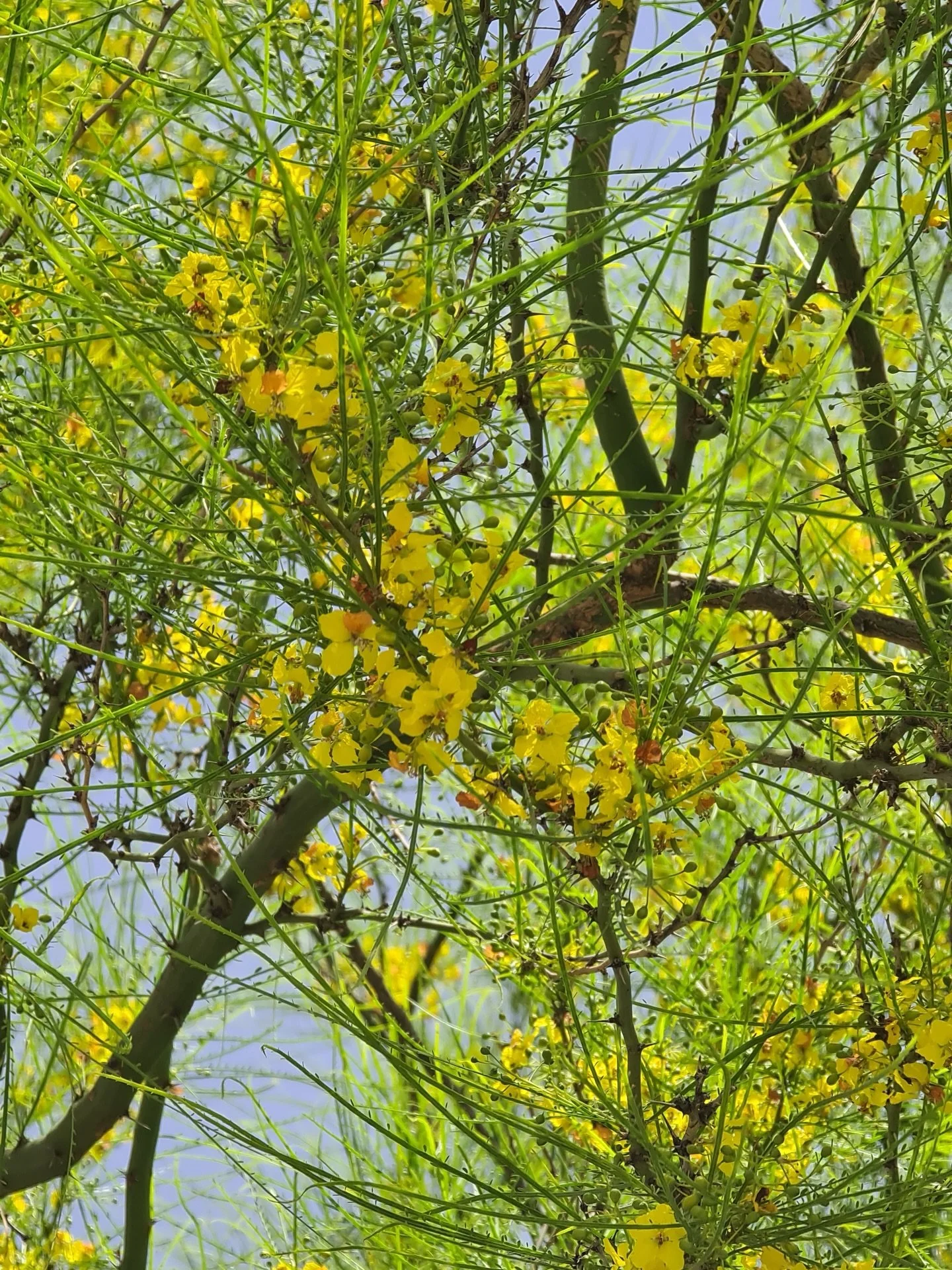 Palo verde o Retama (Parkinsonia aculeata) en plena explosi&oacute;n amarilla en el parque Rufino Tamayo, N.L. 🌼 
Sus ramas verdes casi sin hojas visibles cuelgan como lluvia fina mientras las flores amarillas con manchitas anaranjadas alimentan a p
