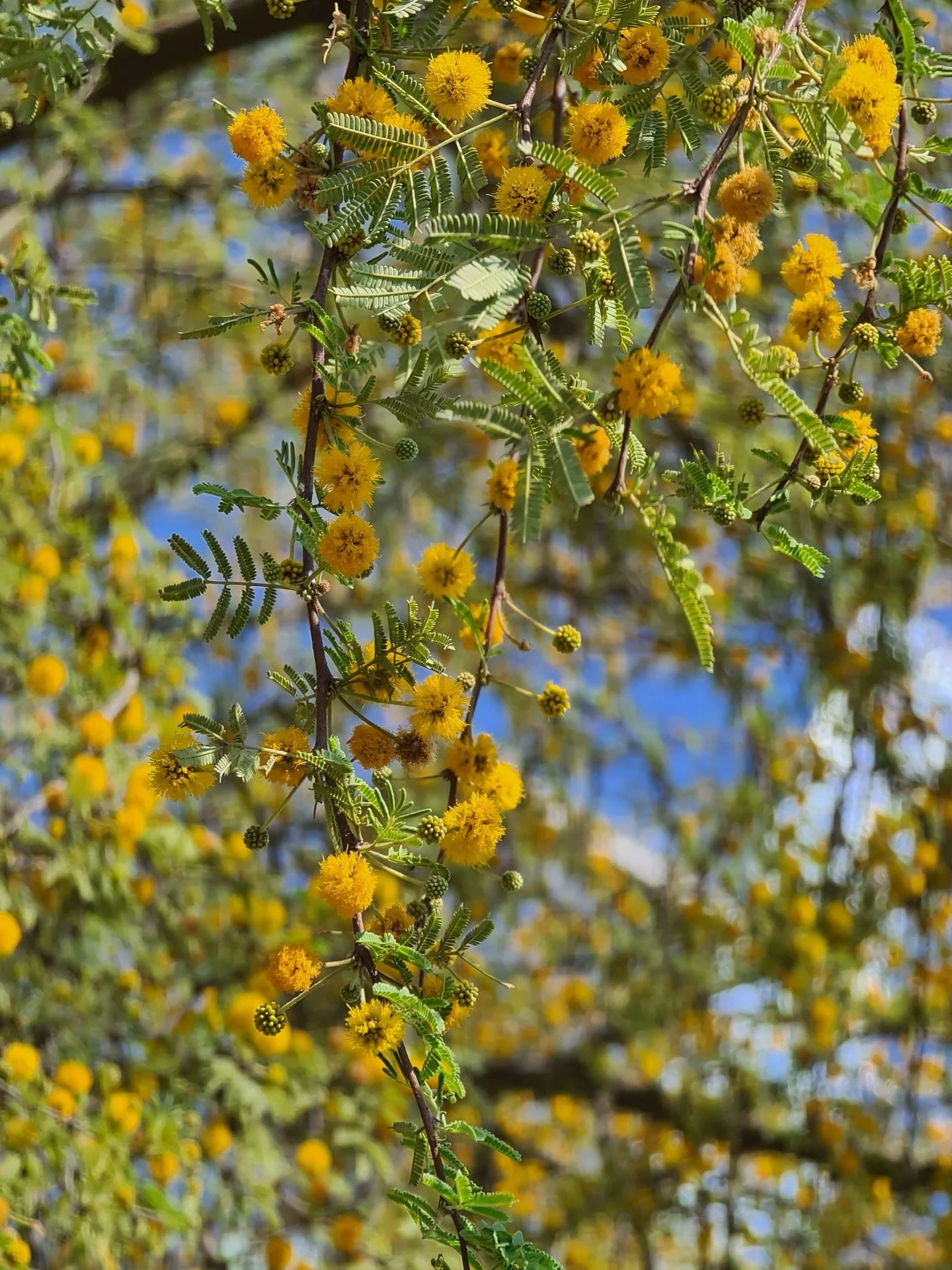 Si yo fuera un &aacute;rbol ser&iacute;a un Huizache (Vachellia farnesiana) 🤩 este &aacute;rbol de coraz&oacute;n espinoso resalta entre en los paisajes &aacute;ridos del noreste de M&eacute;xico, en plena sequ&iacute;a explota en pompones amarillos