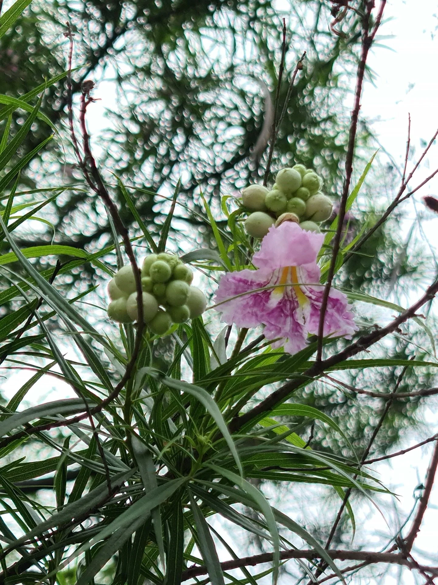 Mimbre (Chilopsis linearis) es uno de esos &aacute;rboles que son discretos hasta que se llenan de flores rosas arrugaditas como papel de china. Registr&eacute; este ejemplar en 2021, igual en el parque Rufino Tamayo mientras aprend&iacute;a a recono