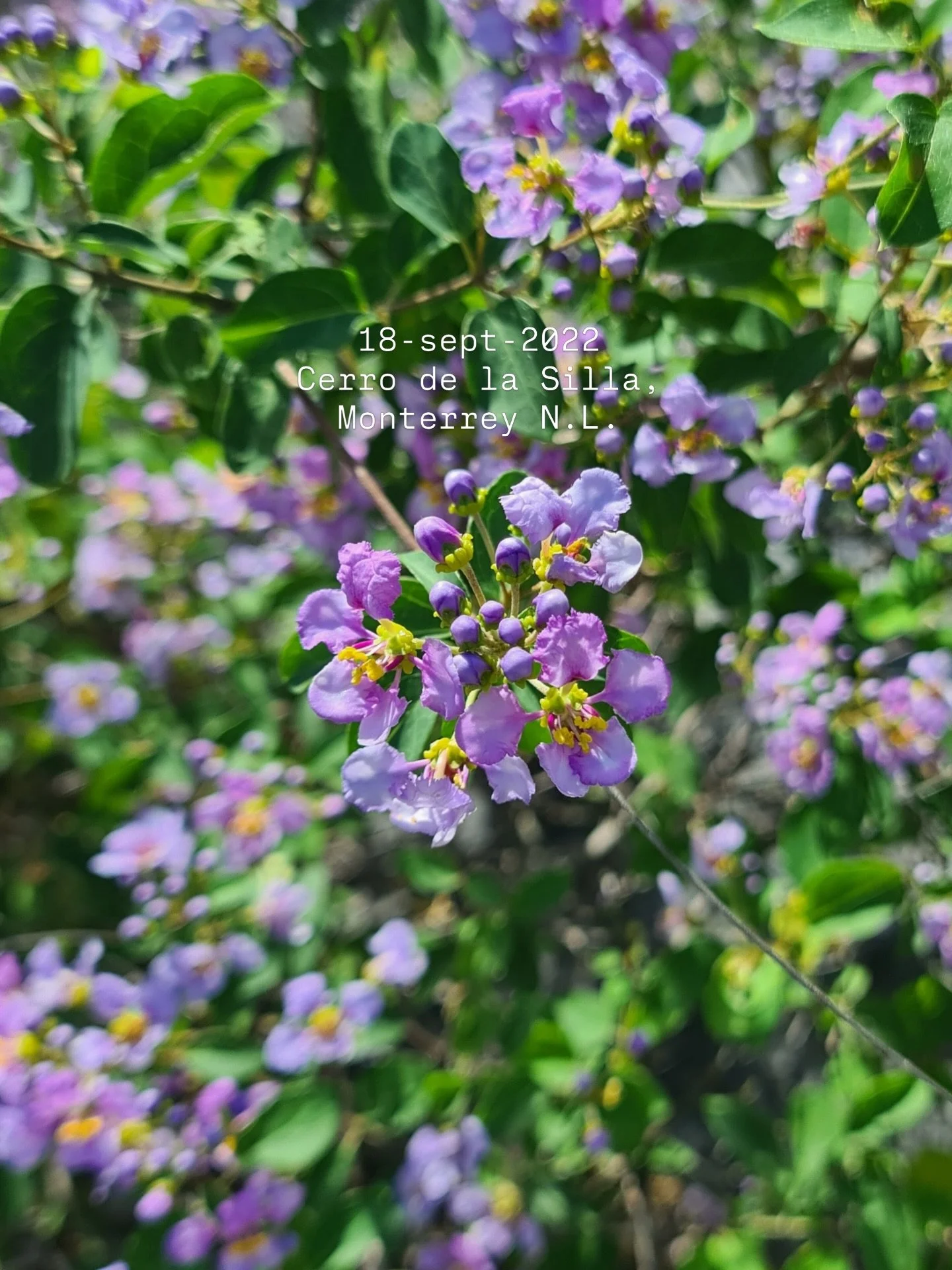 Peque&ntilde;a, lila, con estambres amarillos. Una joya del noreste.
&iquest;La hab&iacute;as visto por all&aacute;? 💜💛💚 Fotos: @ariadna.hilario 
#ReconoceLoQueEsTuyo #MemoriaBot&aacute;nicaColectiva #MascagniaLilacina #CerroDeLaSilla