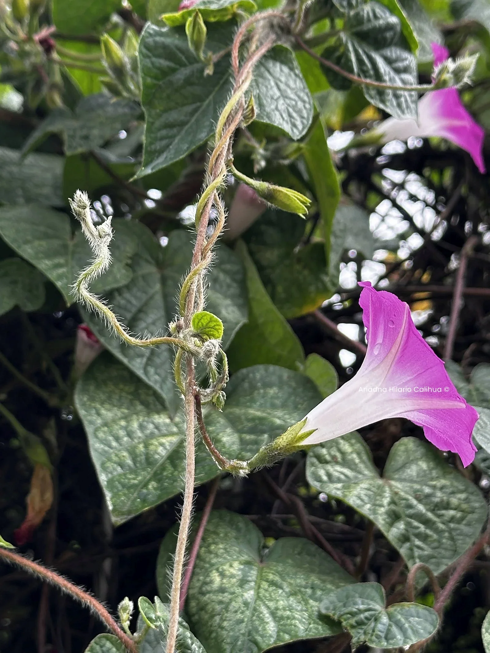Ipomoea purpurea — Campanilla morada
Fecha: 2025-07-21
Común: Campanilla morada
Científico: Ipomoea purpurea
Familia: Convolvulaceae
Temporada: Verano
Ecorregión: Valle de México
Paleta: #949d3b, #e1d5d0, #c93cab, Magenta