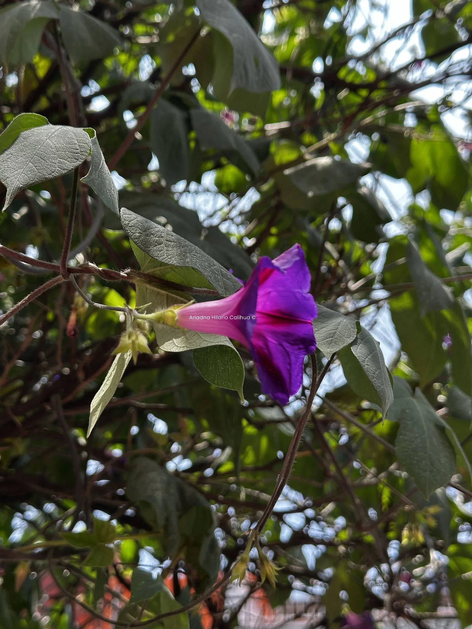 Ipomoea purpurea — Campanilla morada
Observada en Azcapotzalco, CDMX — 19 jul 2025
Paleta cromática: #999645, #cd31cf, #600d93