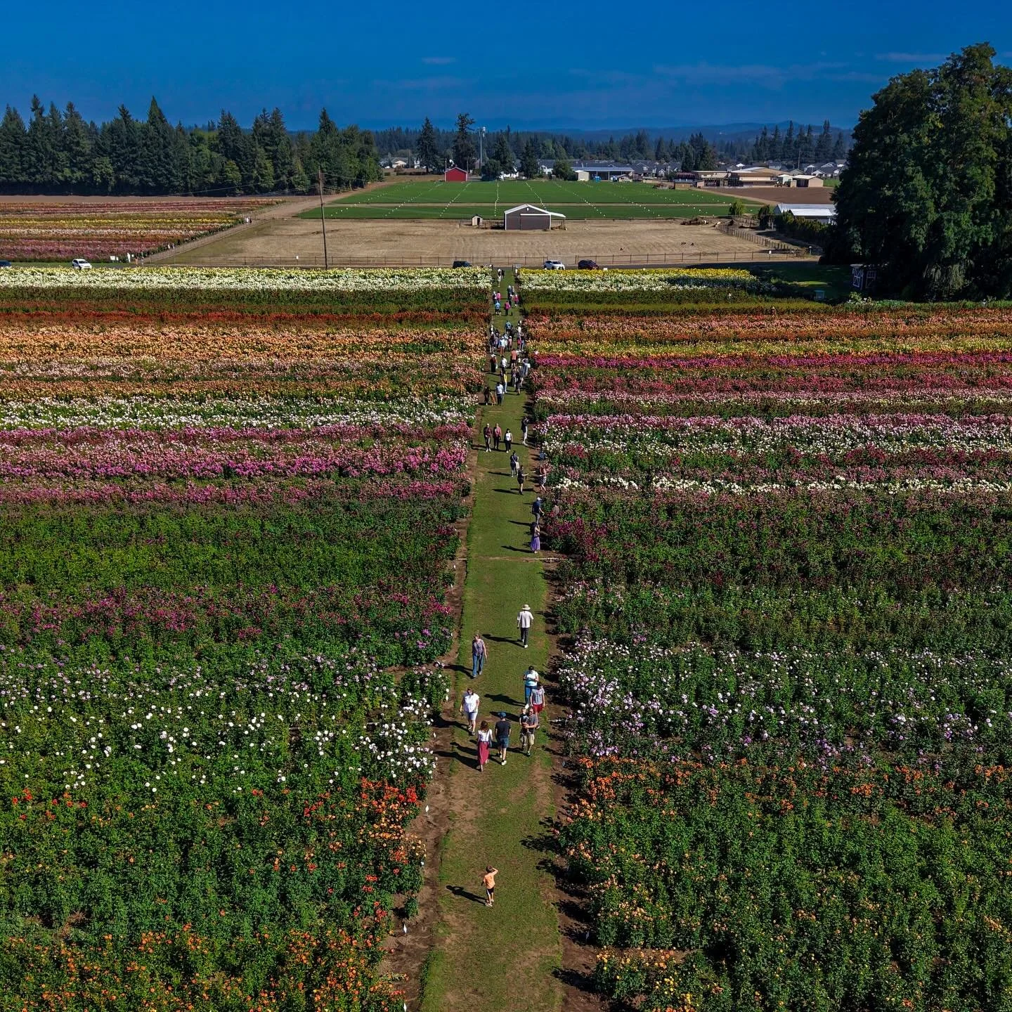 Spring is officially here and we are ready!  #flowerfarm #springishere #aerial #dronephotography #pnw