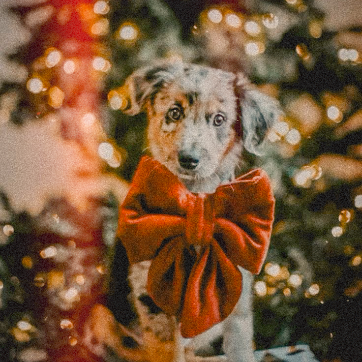 OFF-LEASH Christmas Party: Santa Paws &amp; Mistle-Toes🎄🎅🏻