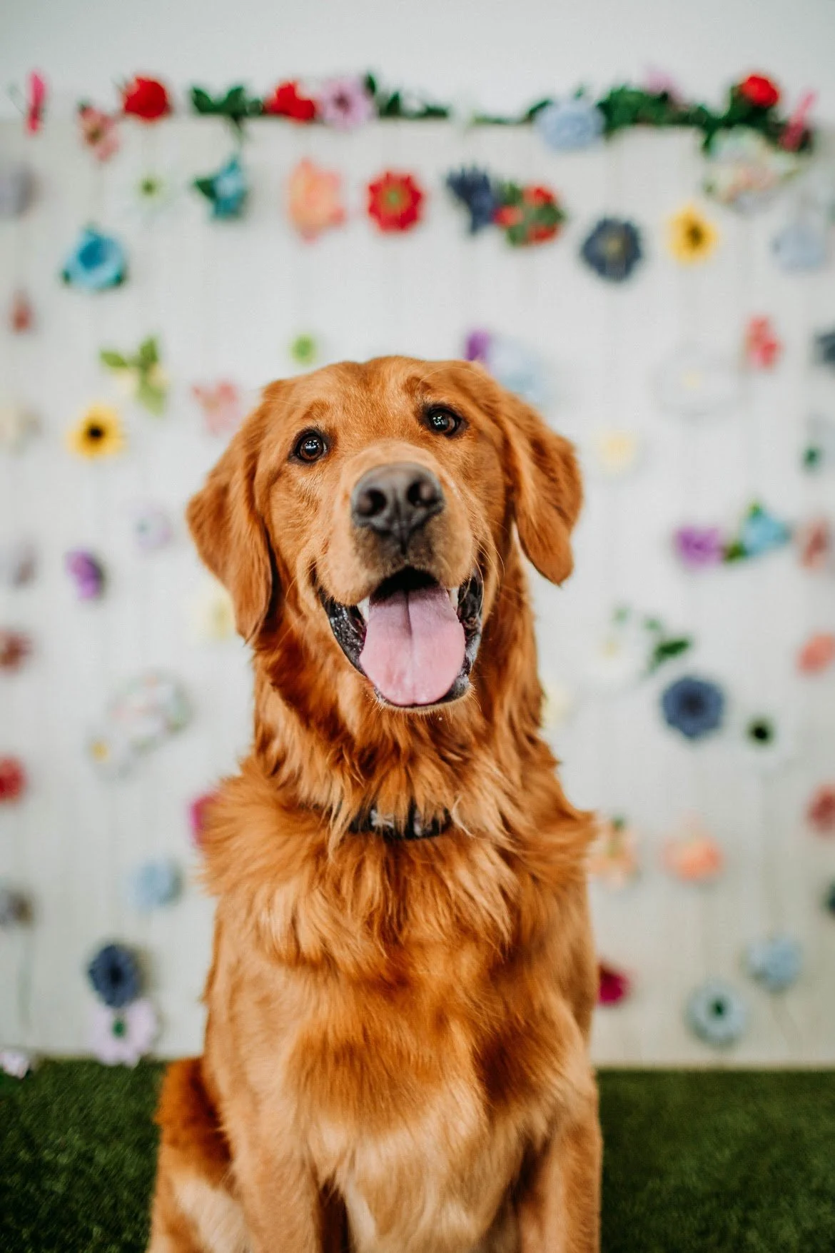 Golden Hour: Golden retriever meetup⭐️