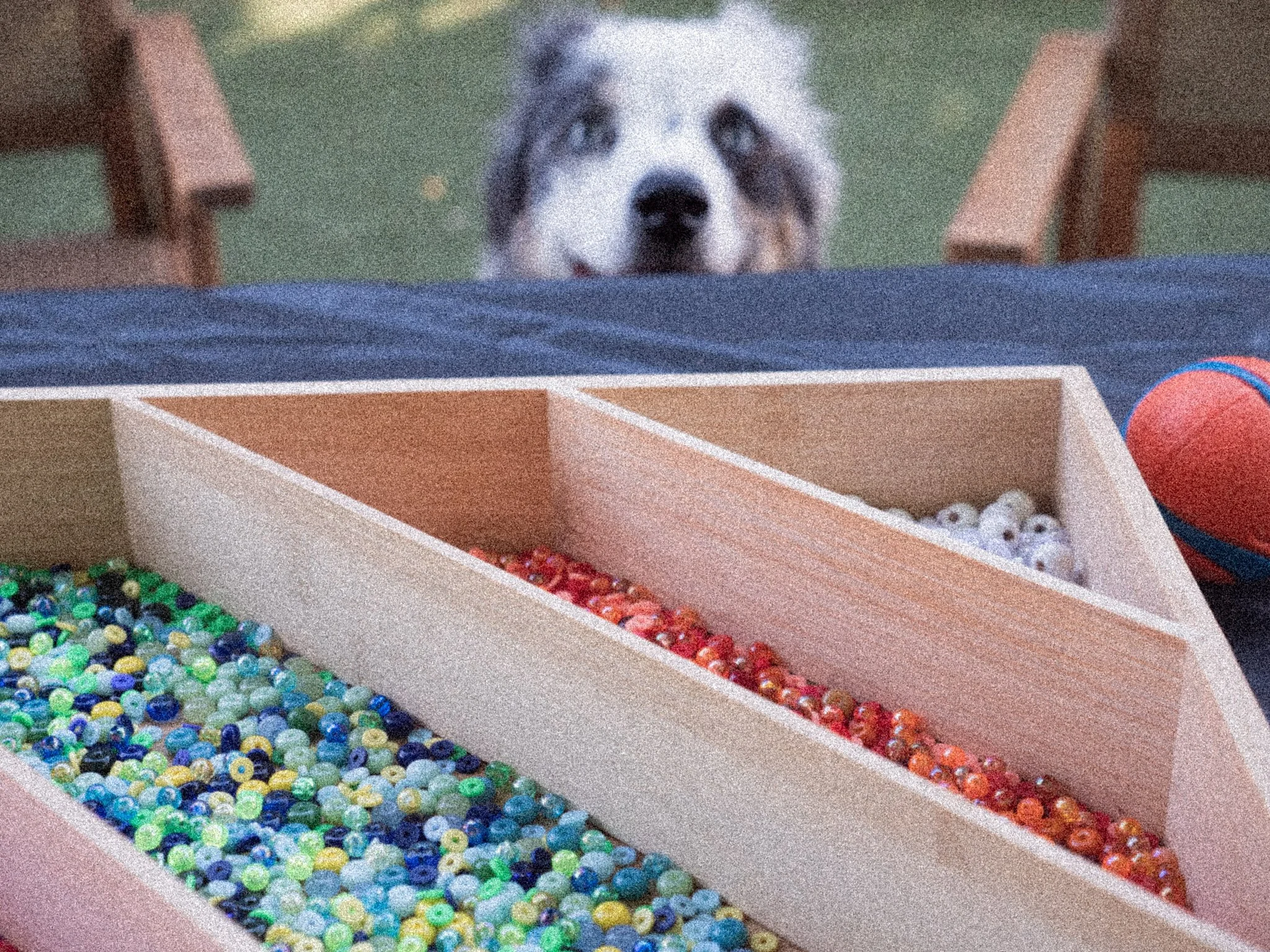 Crafting w/ Canines 🎨 