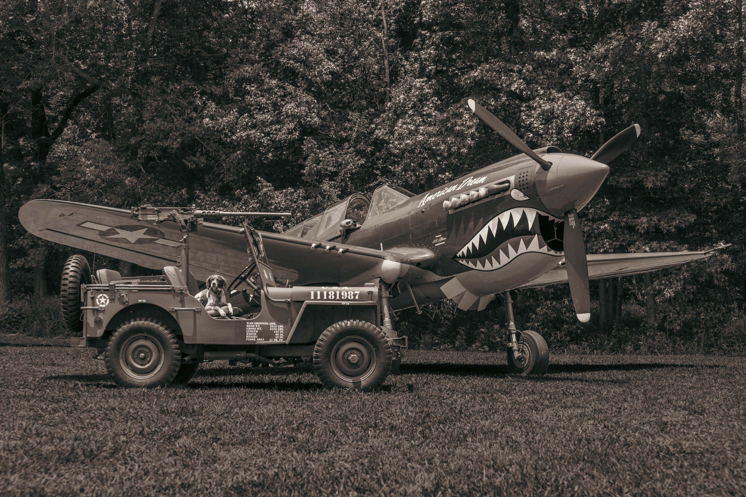 A vintage military airplane designed to look like a shark with a mouth and sharp teeth painted on the nose, parked on grass with a tree background, attached to a military vehicle with a dog sitting inside.