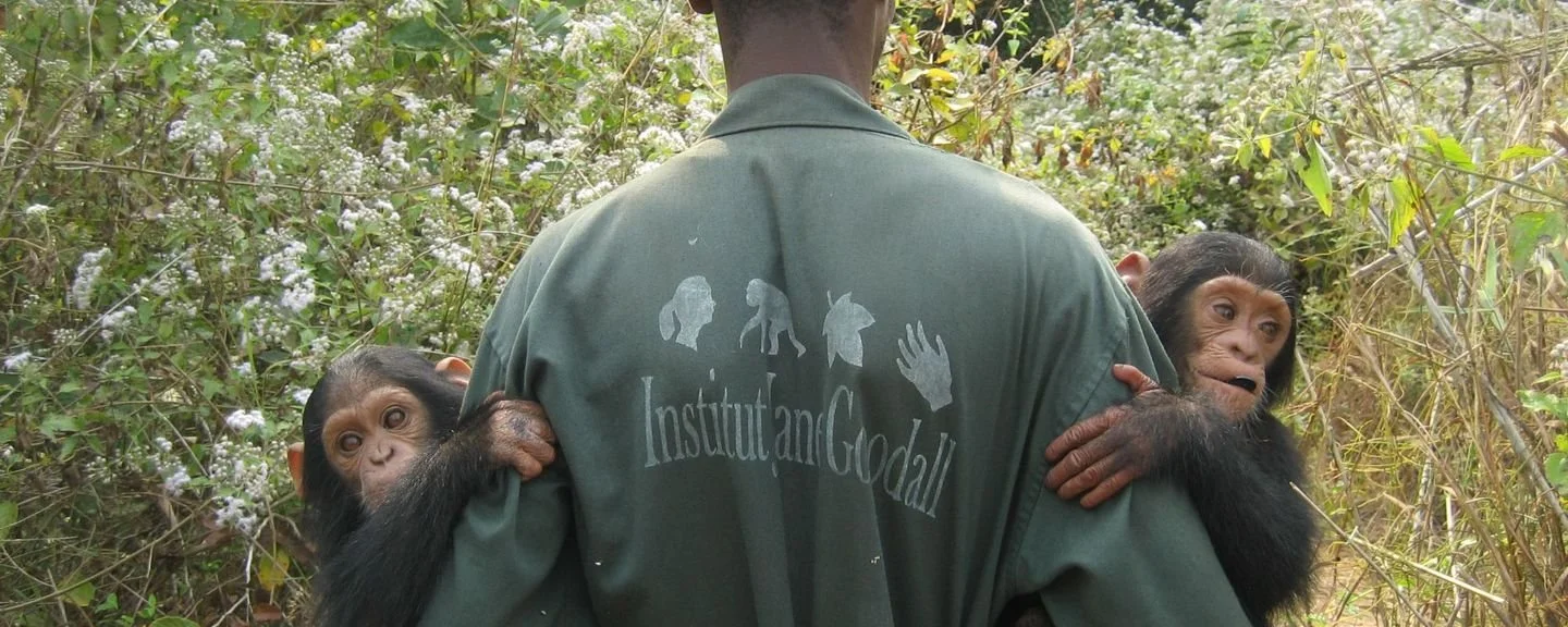 Tchimpounga_2007-110-0-1440-0-576-crop.jpg