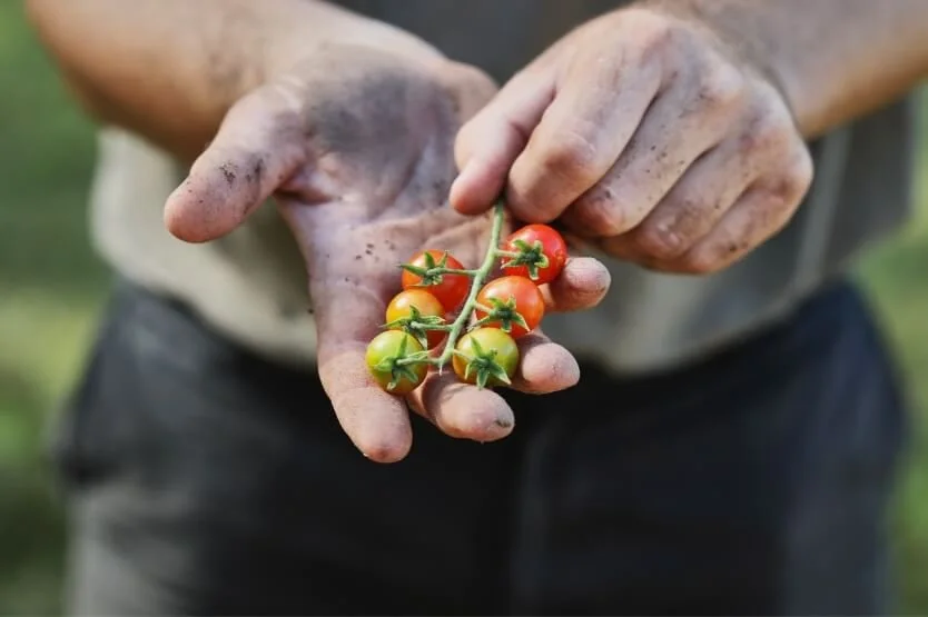 Our-Pillars-Nature-Community-Garden-Hands-Tomatoes.jpeg