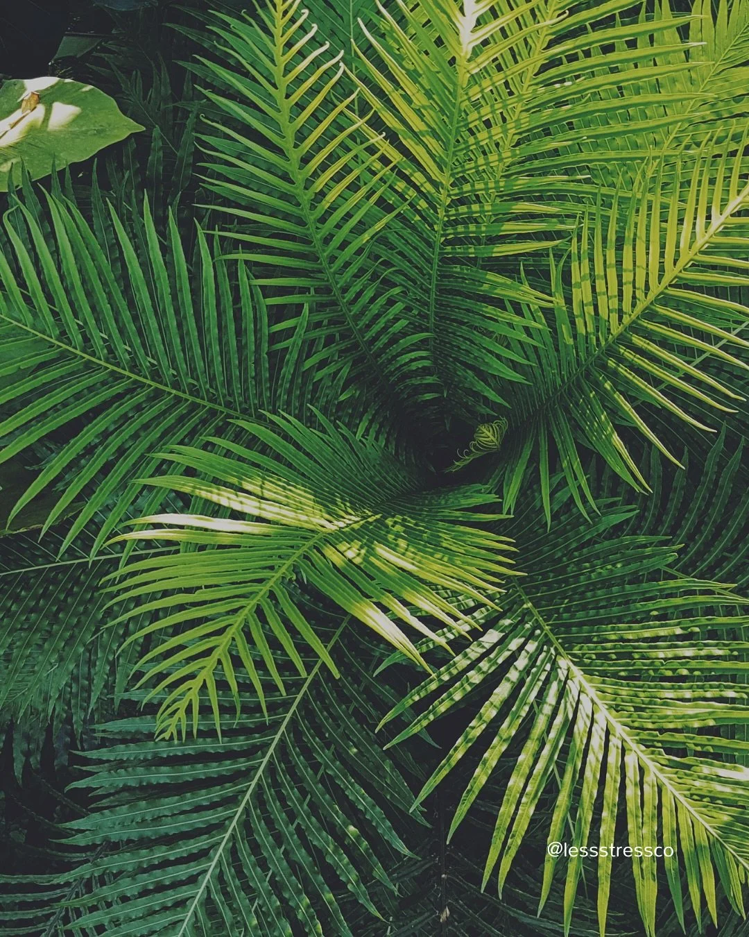 Nervous system regulation isn&rsquo;t soft &mdash; it&rsquo;s science.

It lowers cortisol, improves memory, strengthens decision-making, and supports focus.

It&rsquo;s not about doing less.

It&rsquo;s about doing better.

Stress less. Do more.

#n