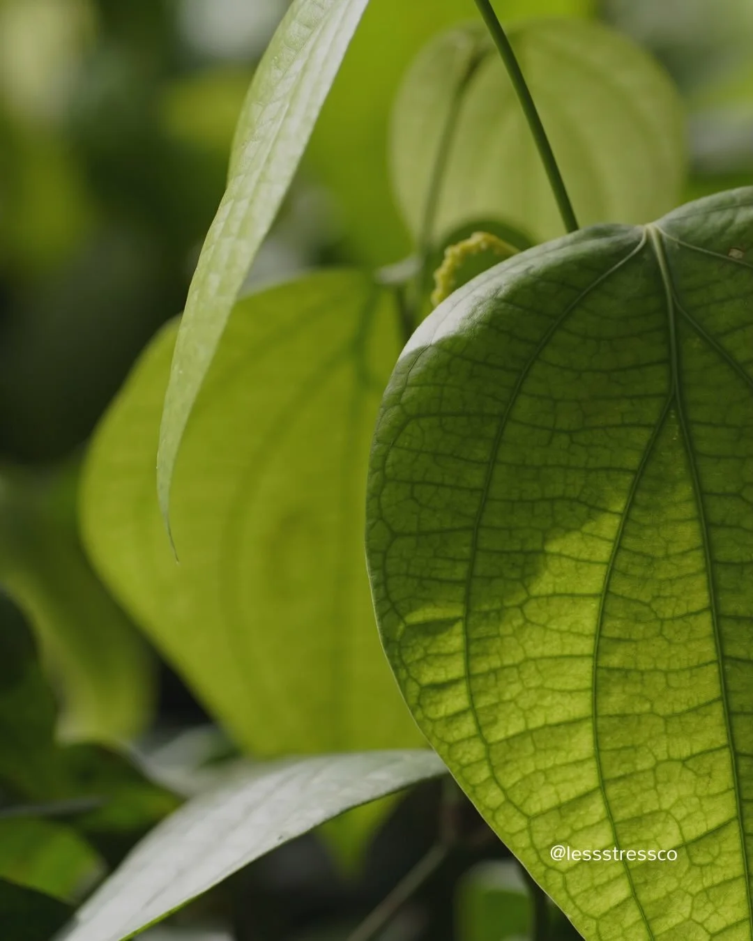 The most powerful thing you can do in chaos is&hellip; nothing.

Just stop.

Breathe.

Regulate.

Then move &mdash; from your centre.

Stress less. Do more.

#regulateyourself #stressless #lessstressco