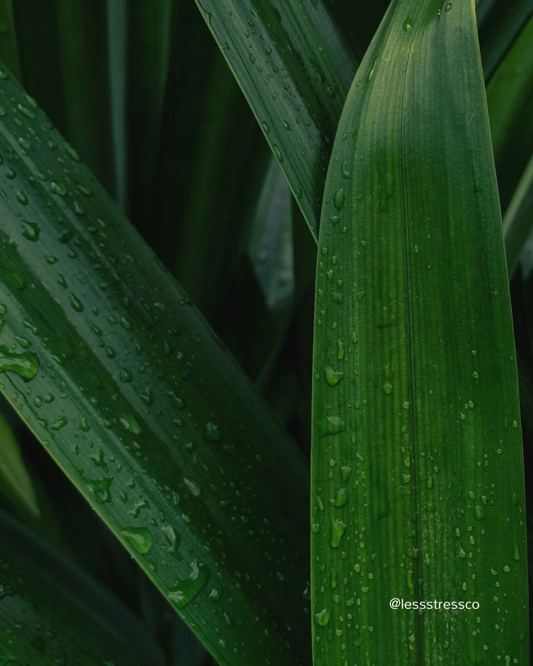 Success doesn&rsquo;t require stress.

But it does require energy, clarity, and consistency.

Those come from regulation &mdash; not burnout.

Stress less. Do more.

#nervoussystemregulation #stressless #lessstressco