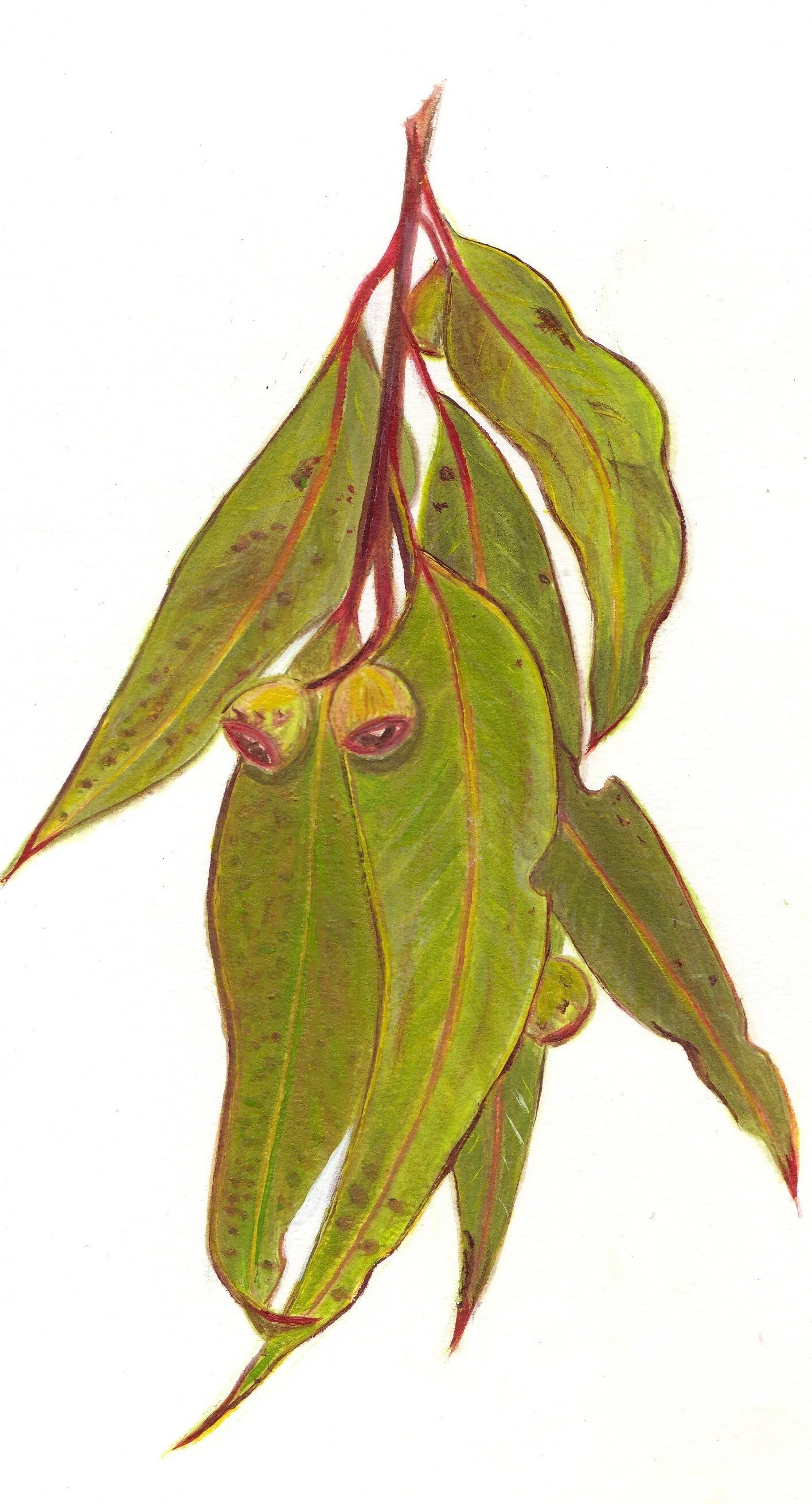 Gum leaves - water colour pencil.jpg