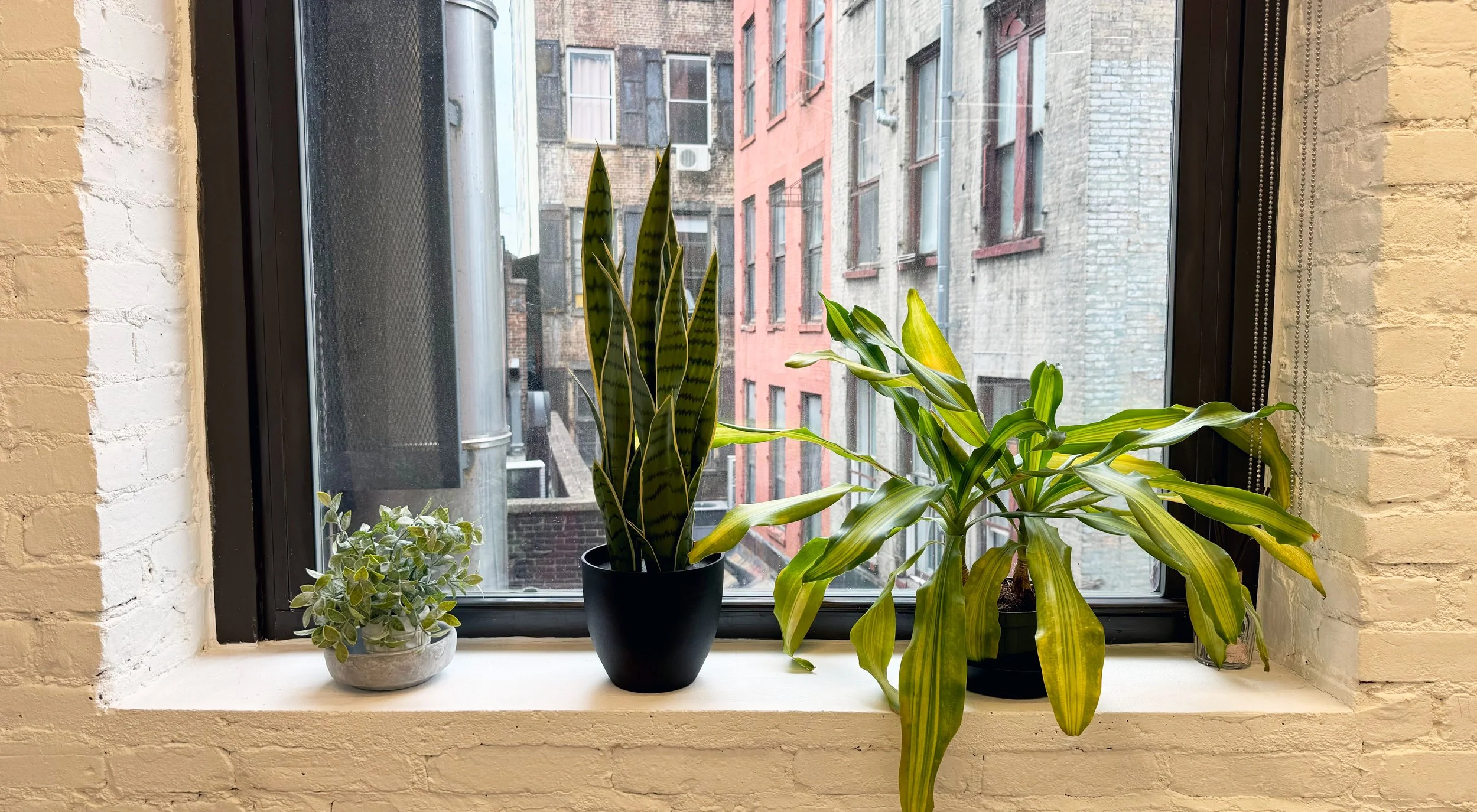 Window with Plants.jpg