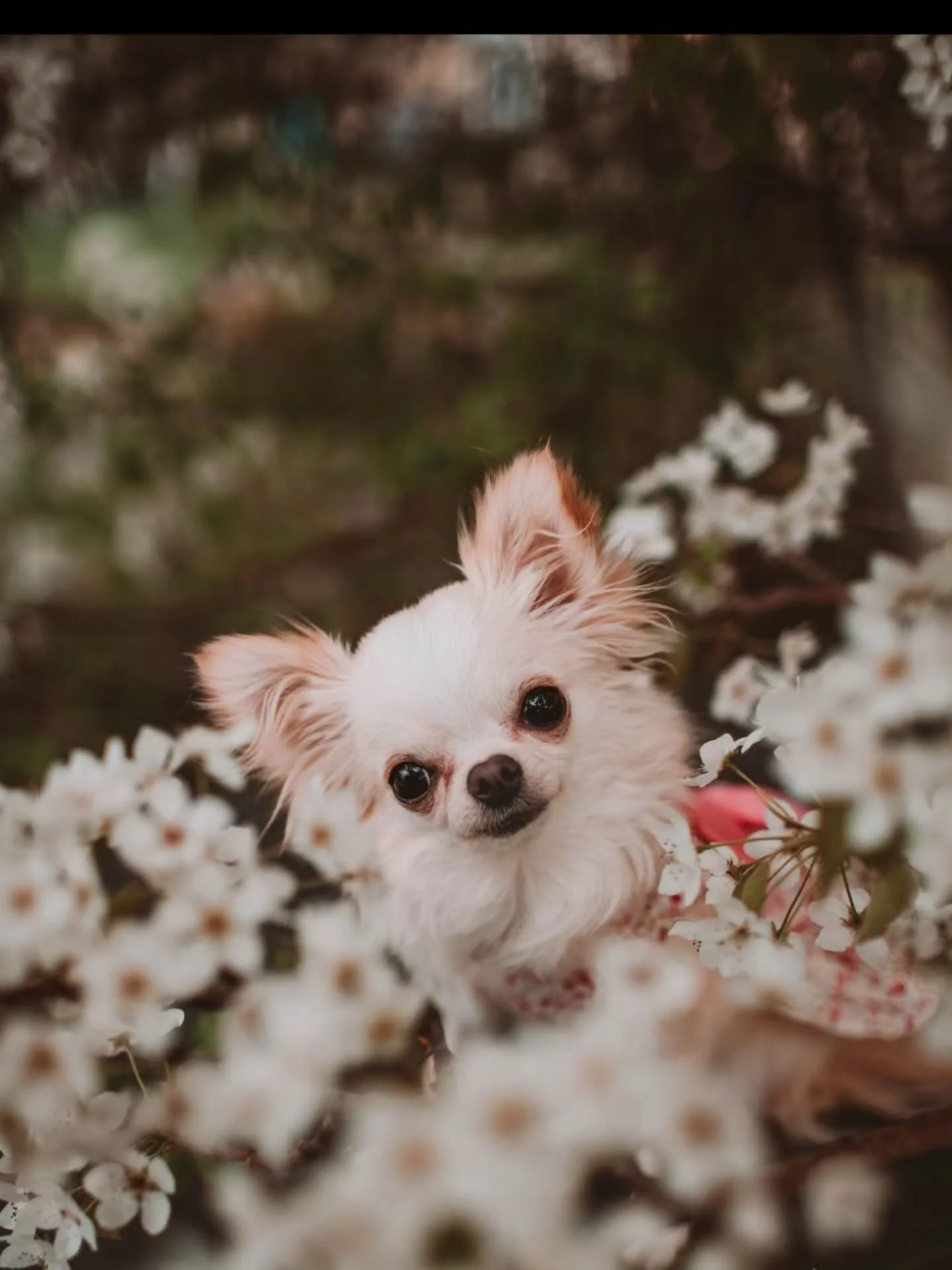 The head tilt that matches the tilt of the flowers. 😍 this photo is all about the angles, and I'm obsessed.