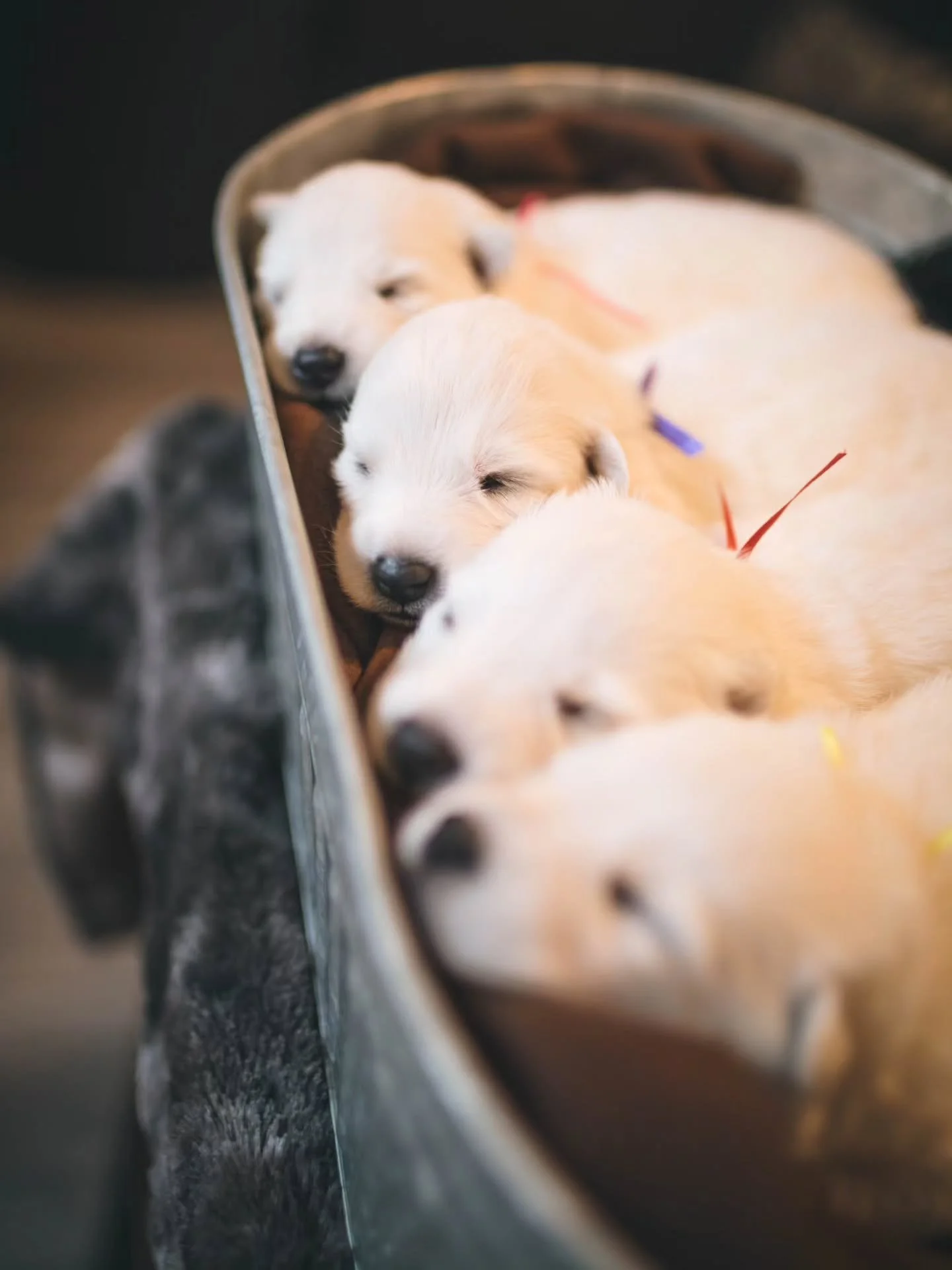 Today feels like a baby dog day. These guys have grown so much since these photos. It hurts my heart how fast time goes! Aren't they too much though!?