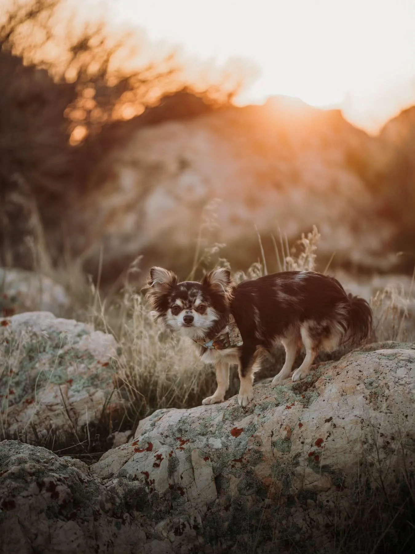 Realized I haven't even posted little guy on my page yet. Say hello to Trooper if you haven't already seen him on a different page, this guy is the sweetest little 11 month old chihuahua around. 💕