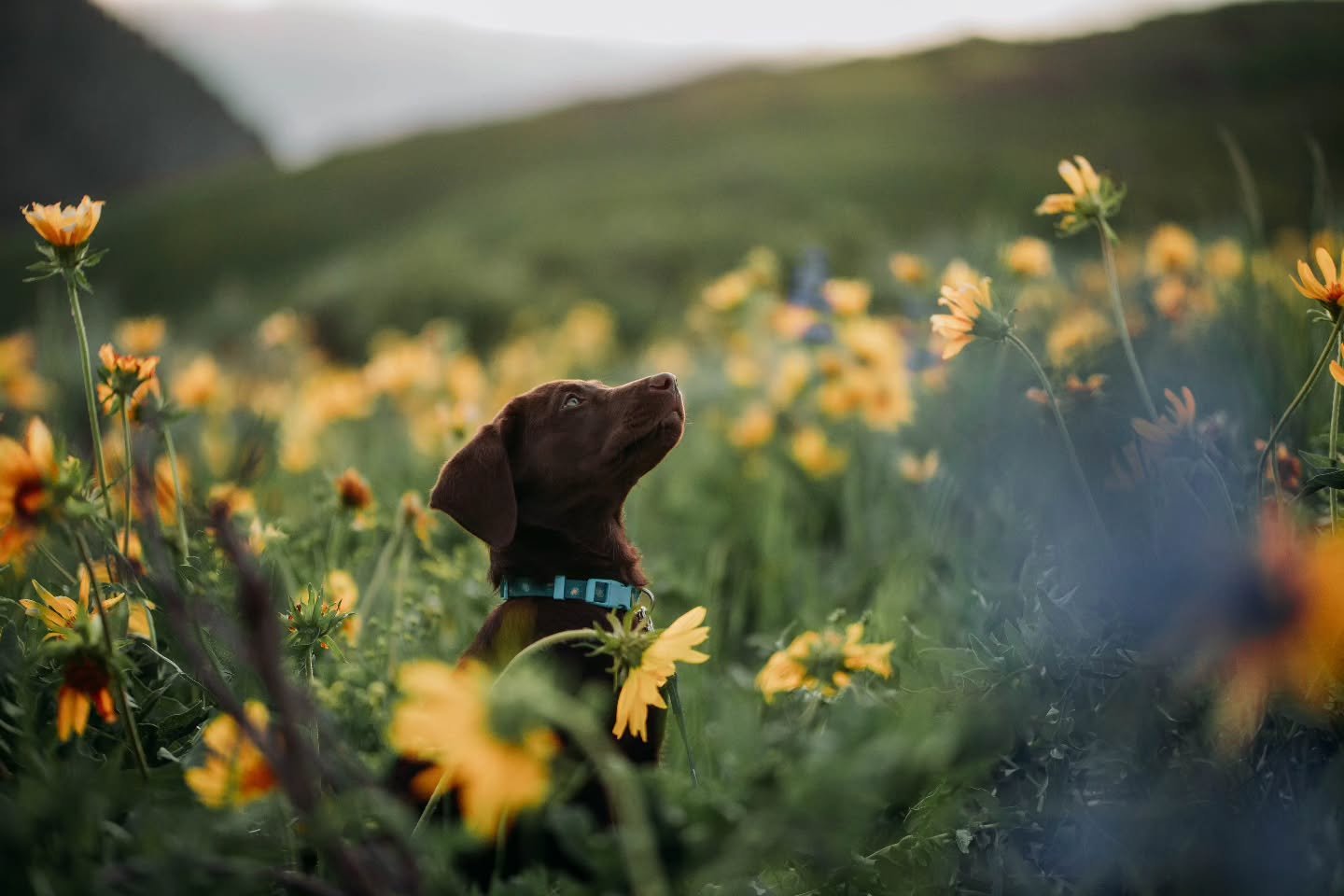 Puppies are the best. 😍💕