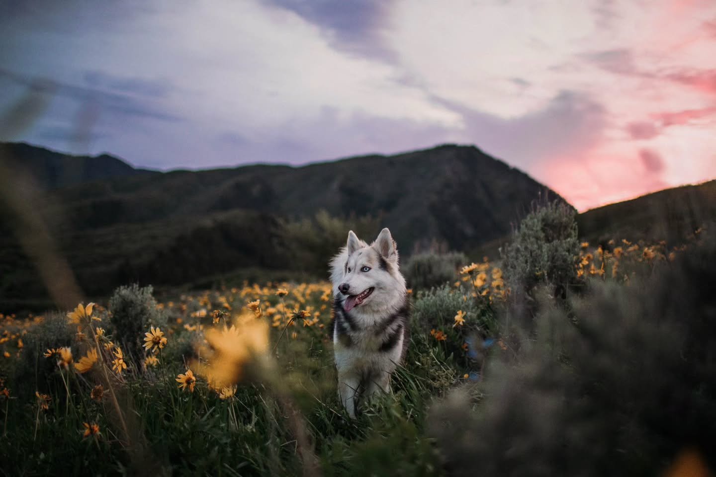 Who's ready for yellow flower spam? I know I am, I have so many cute pups to share like this cutie here. This is miss Faye she's staying the week with me, and I'm obsessed with her.