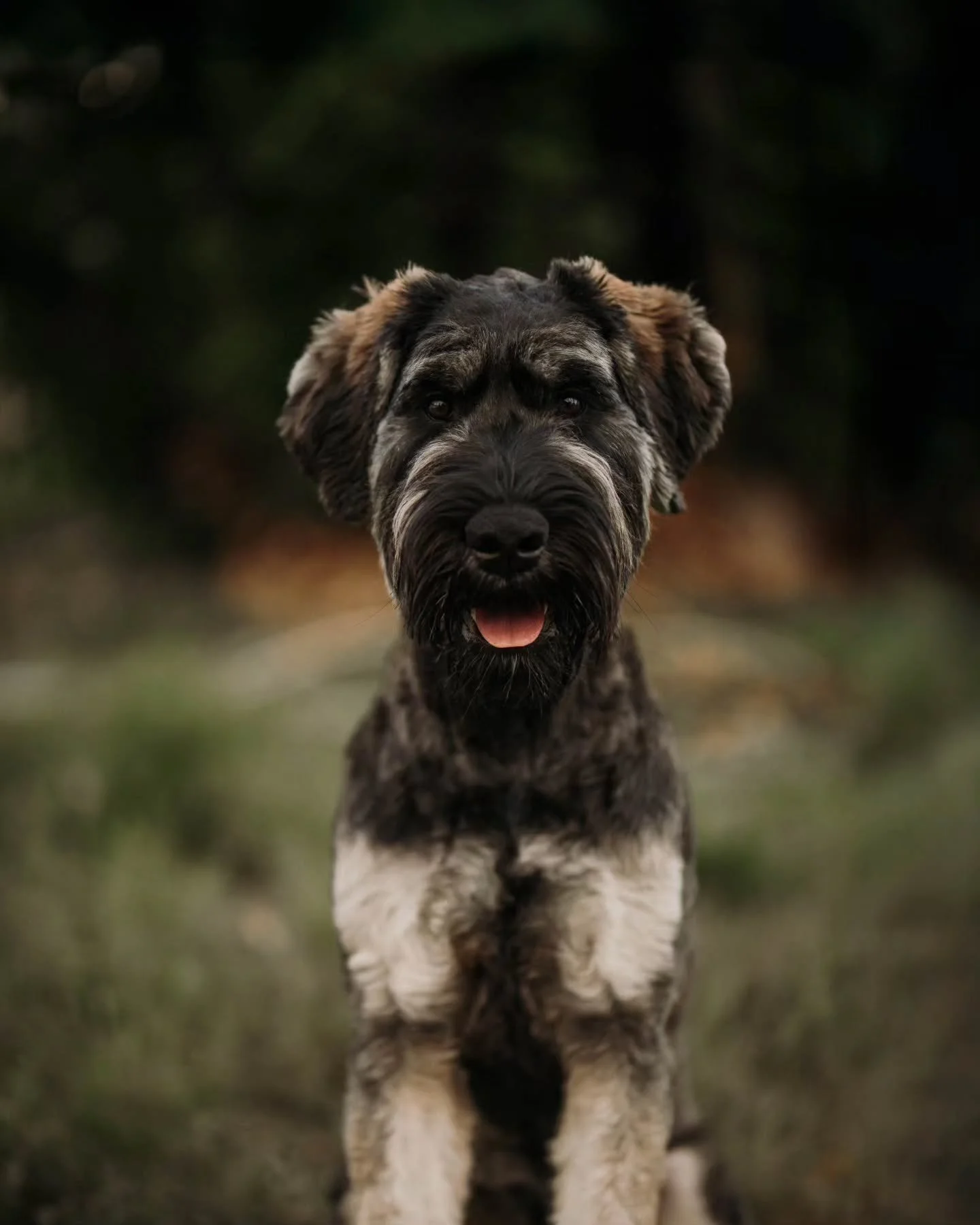 Board and Train Mitzi went home today after brushing up on some manners all week. She learned not to jump on people and lots of public manners, which she excelled at! 

Next comes tomorrow, and I'm so excited to get a week training with him! Watch my