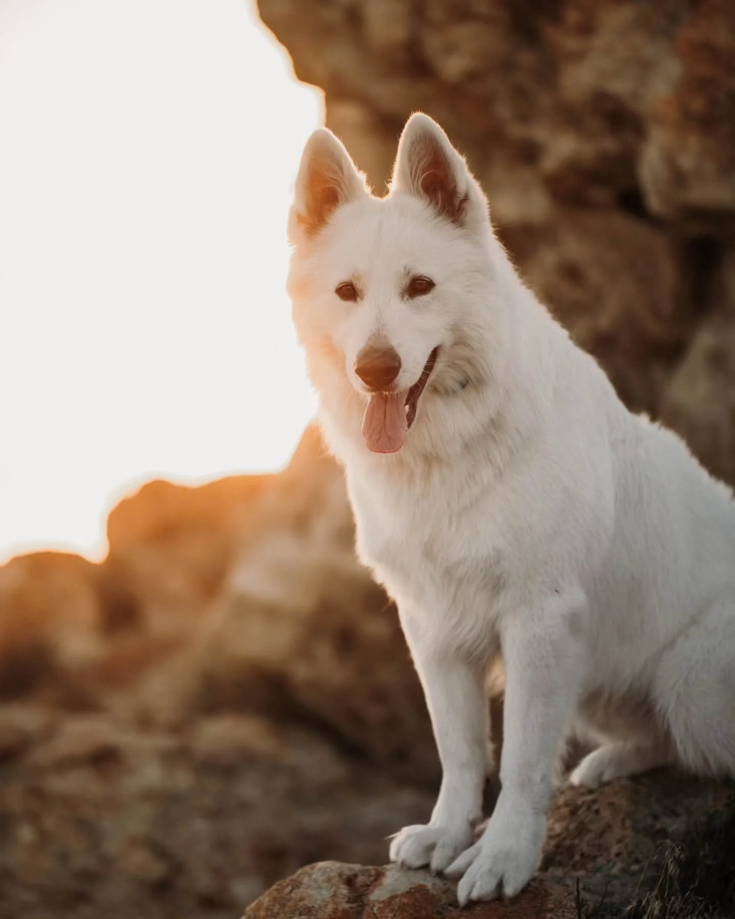 Late post, but that glooooow 🌟🤌 obsessed. 

I've never shared this boy on here, so here's a recent photo of my big goofy guy. I love him way too much. 💕