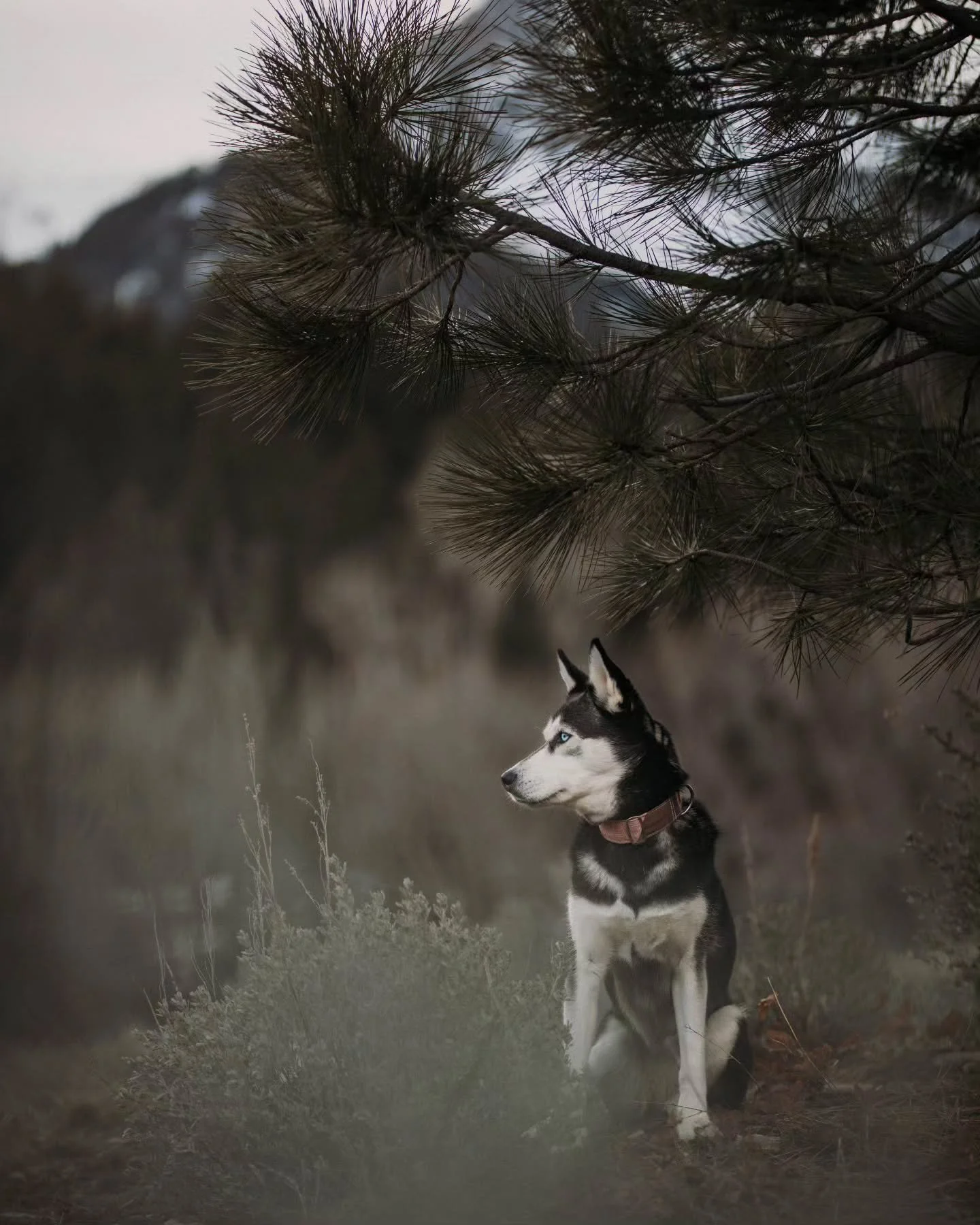 Last but certainly not least from our portfolio day hosted by @moodydragonphotography is this gorgeous girl @katarasadventure. She was so we'll behaved and was able to pose perfectly! I'm obsessed with her. 💕