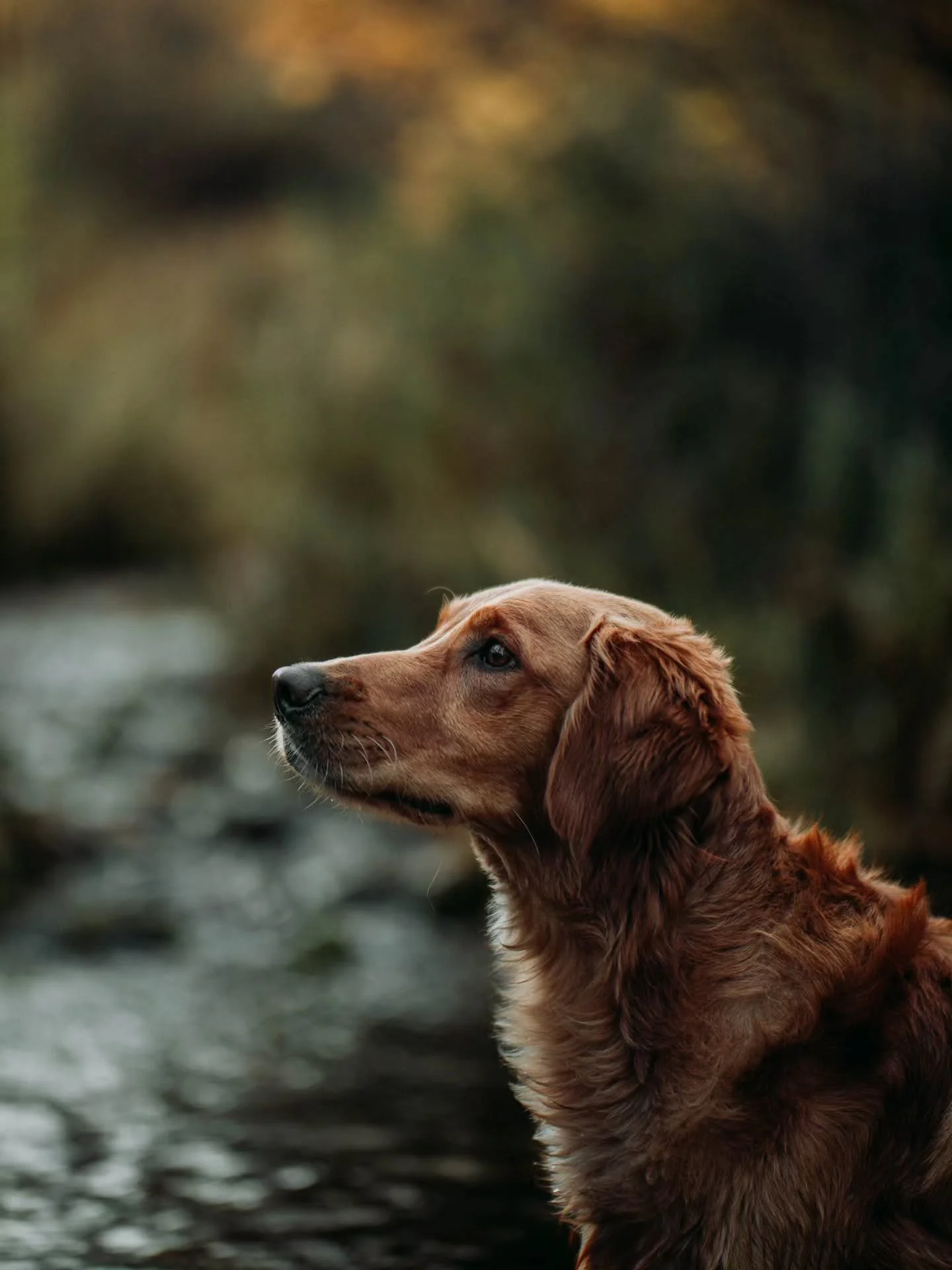 I know it's late, but I still wanted to post. I'm not the greatest at keeping up with this page but when I get photos like these I HAVE to share them somewhere. 😍 look at this handsome boy. @rugers_adventures_