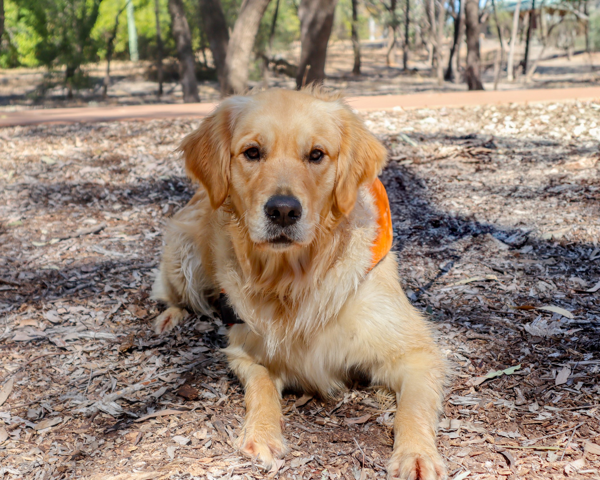 A golden retriever dog with a black nose and hazel eyes, lying on brown leaf-covered ground in a wooded park setting.