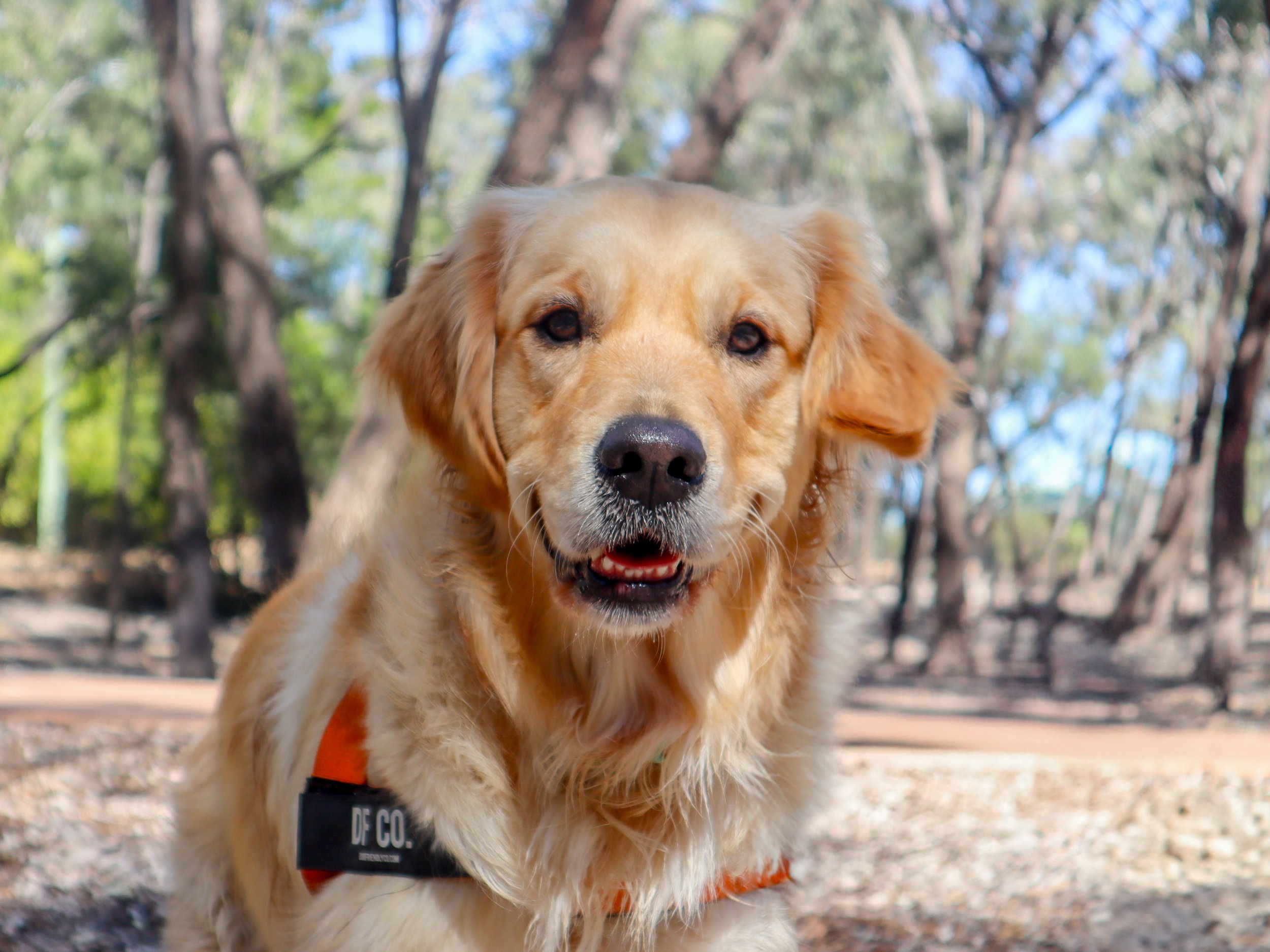 A golden retriever dog with a black nose and brown eyes, wearing an orange collar, outdoors in a wooded area with trees and a dirt path.