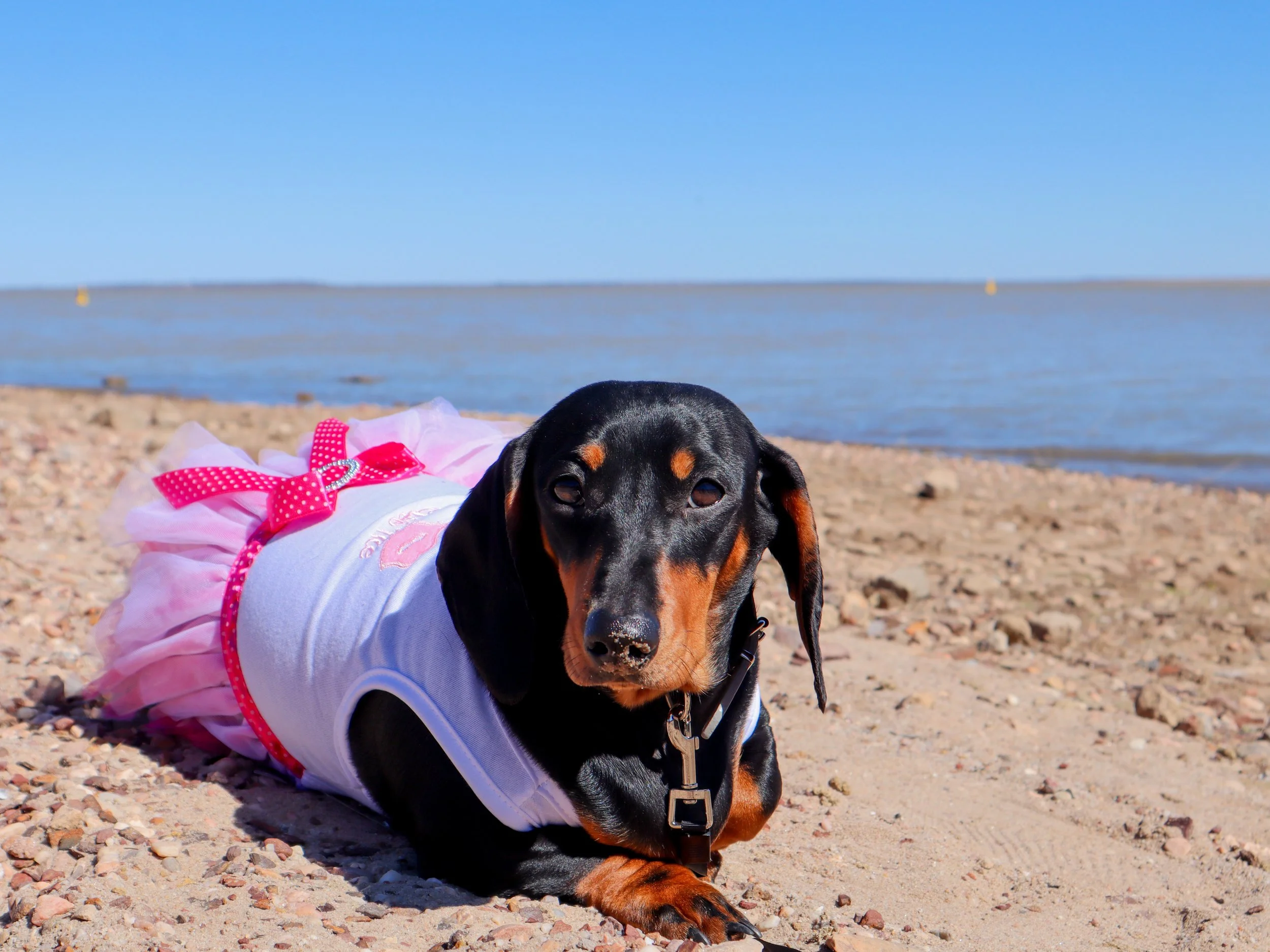 A black and tan dachshund wearing a white dress with pink polka dot ribbons and tutu, lying on a sandy beach near the water, with a clear blue sky in the background.