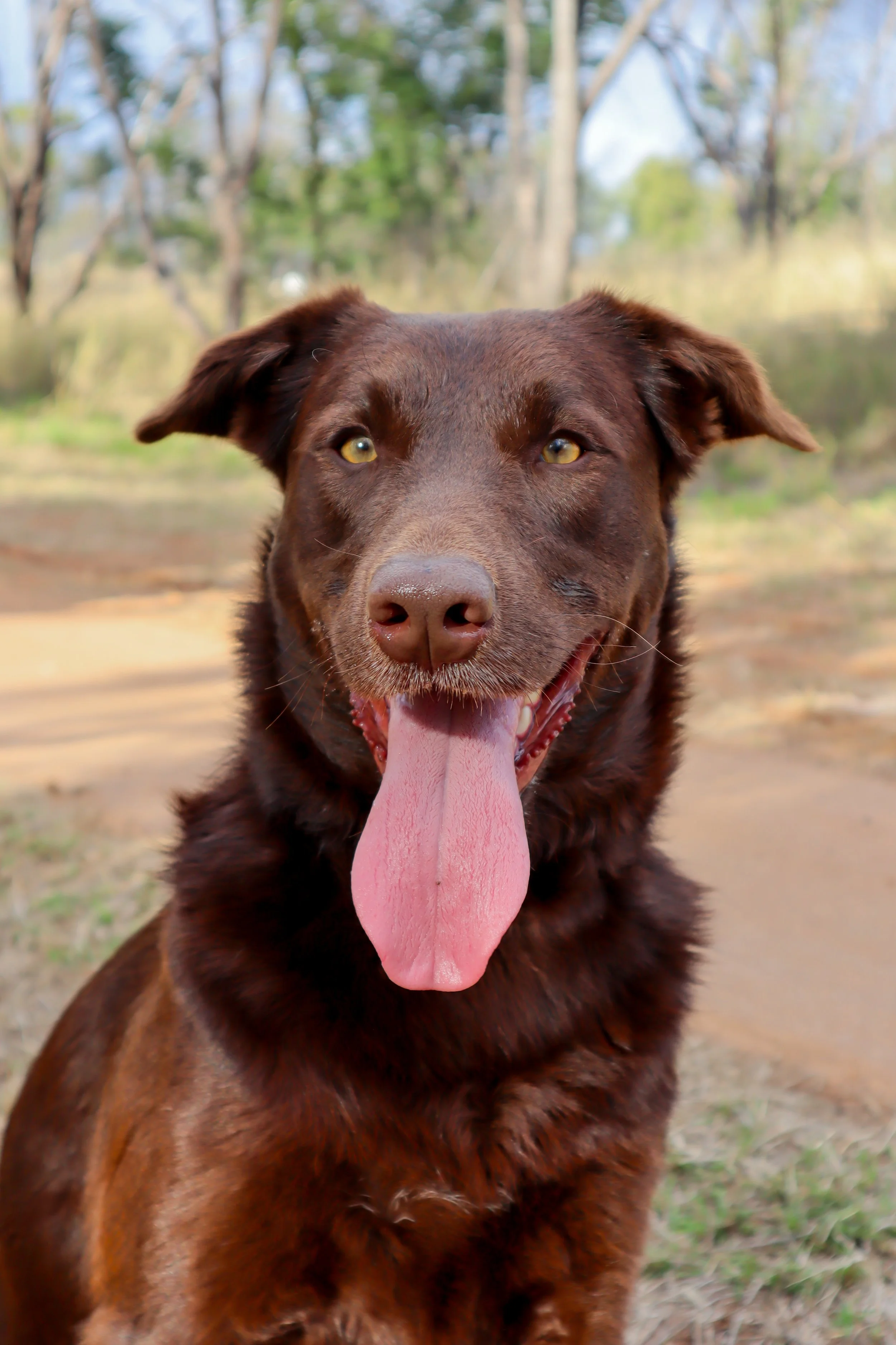 A happy chocolate Labrador Retriever with tongue out outdoors in a natural setting with trees in the background.
