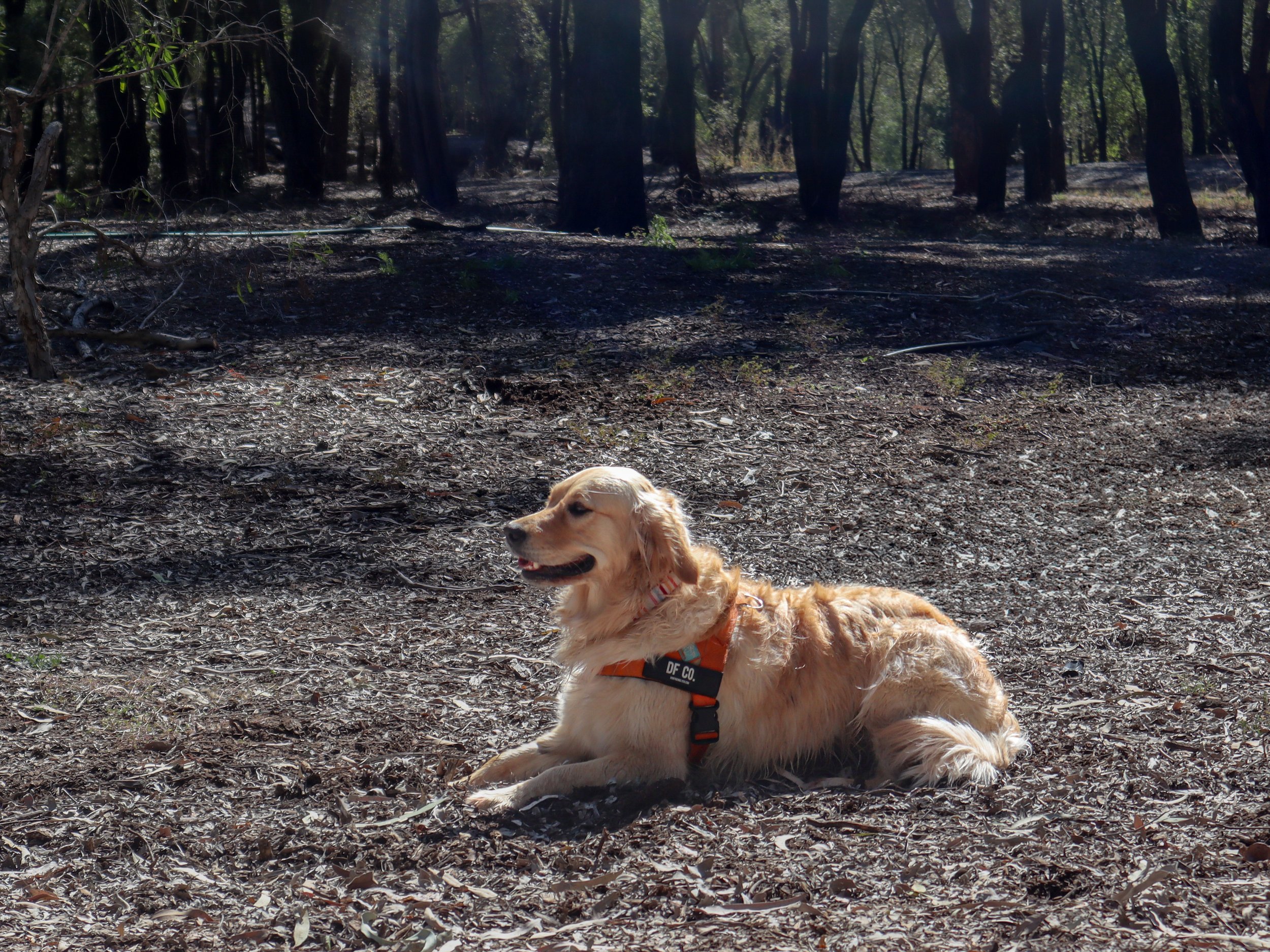Golden retriever dog lying on a dirt ground in a wooded forest area