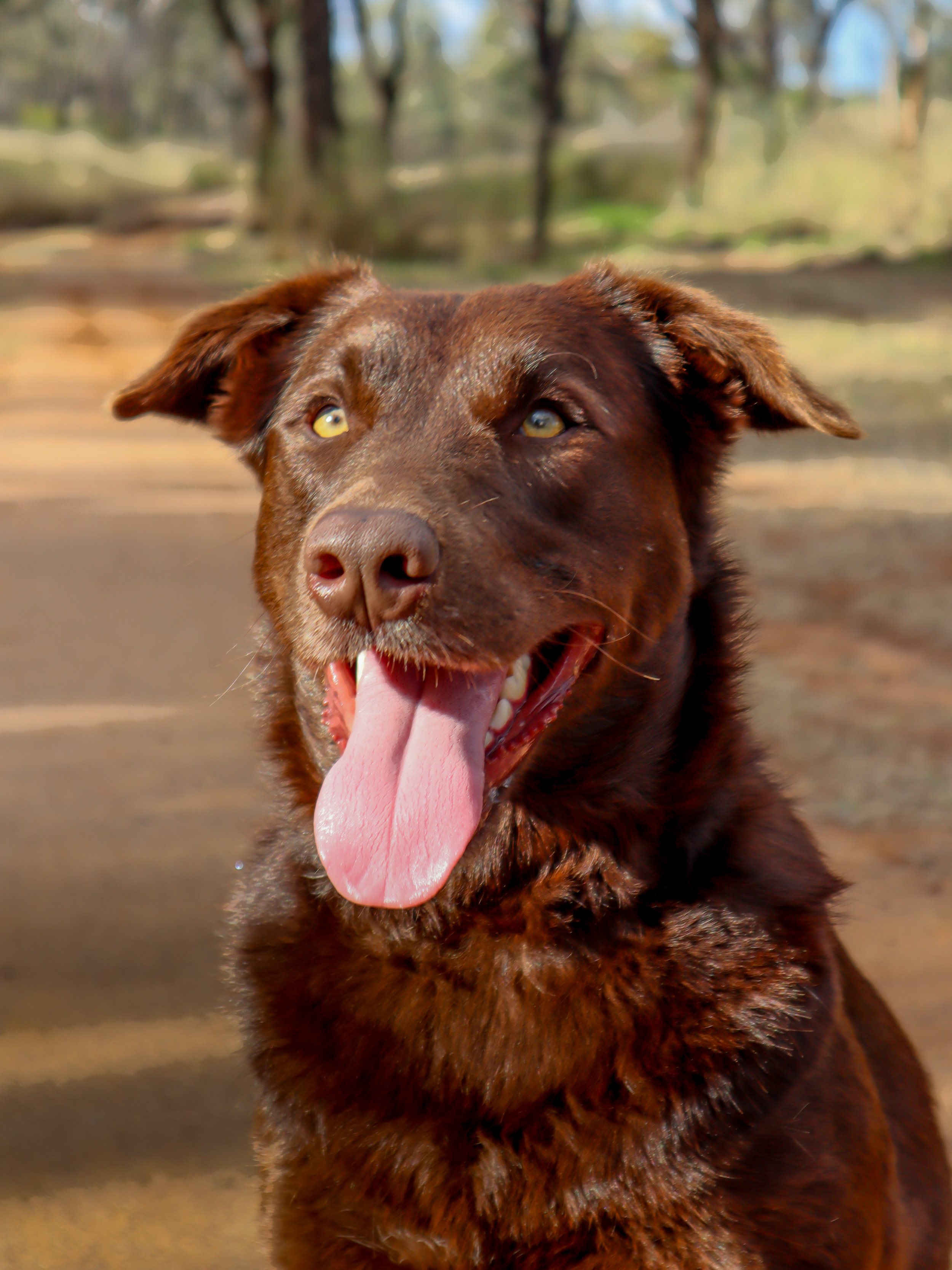 Close-up of a brown dog with yellow eyes, tongue out, outdoors in a forested area.