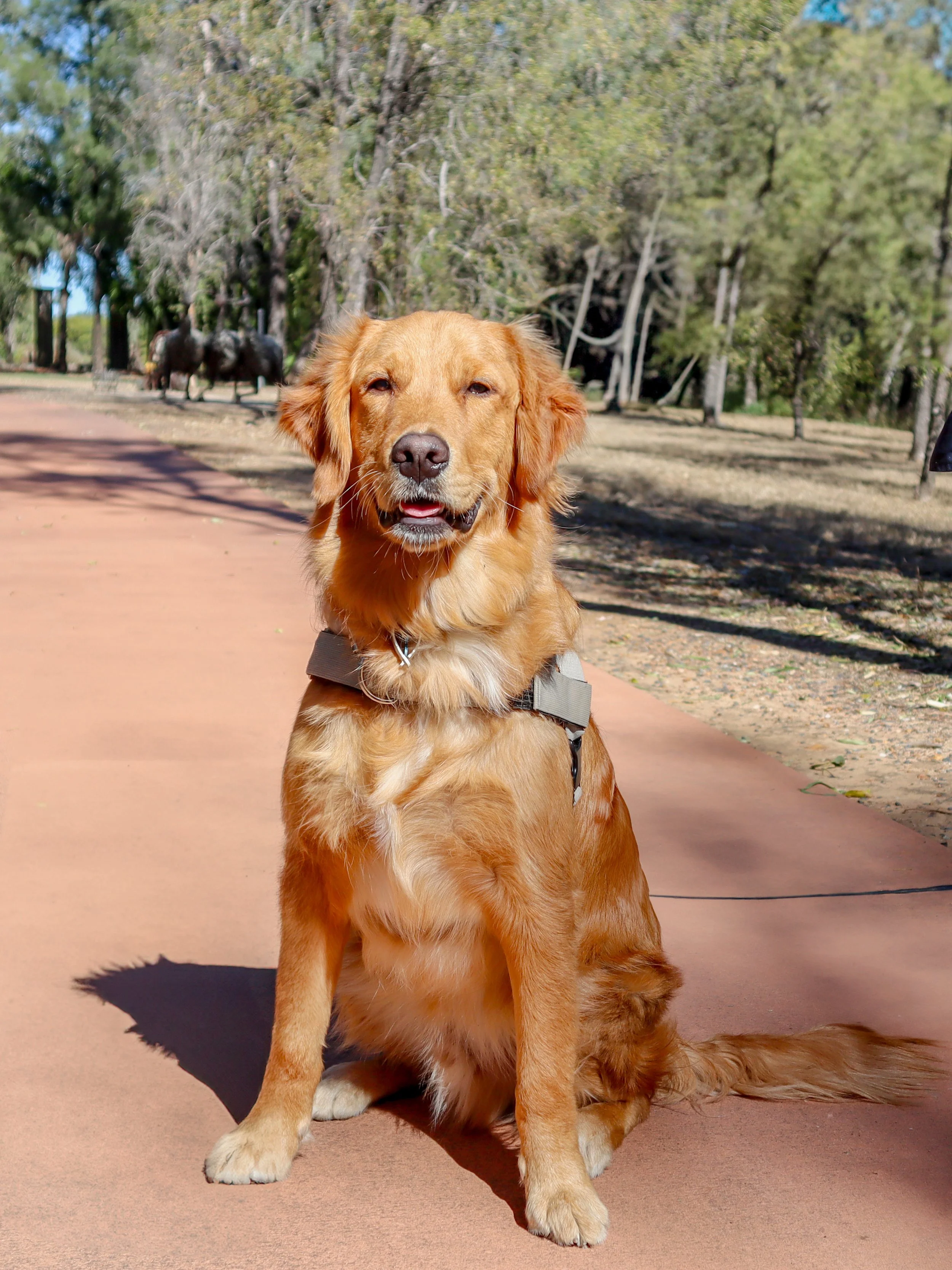 Golden retriever dog sitting on a paved path in a park with trees and a statue of horses in the background.