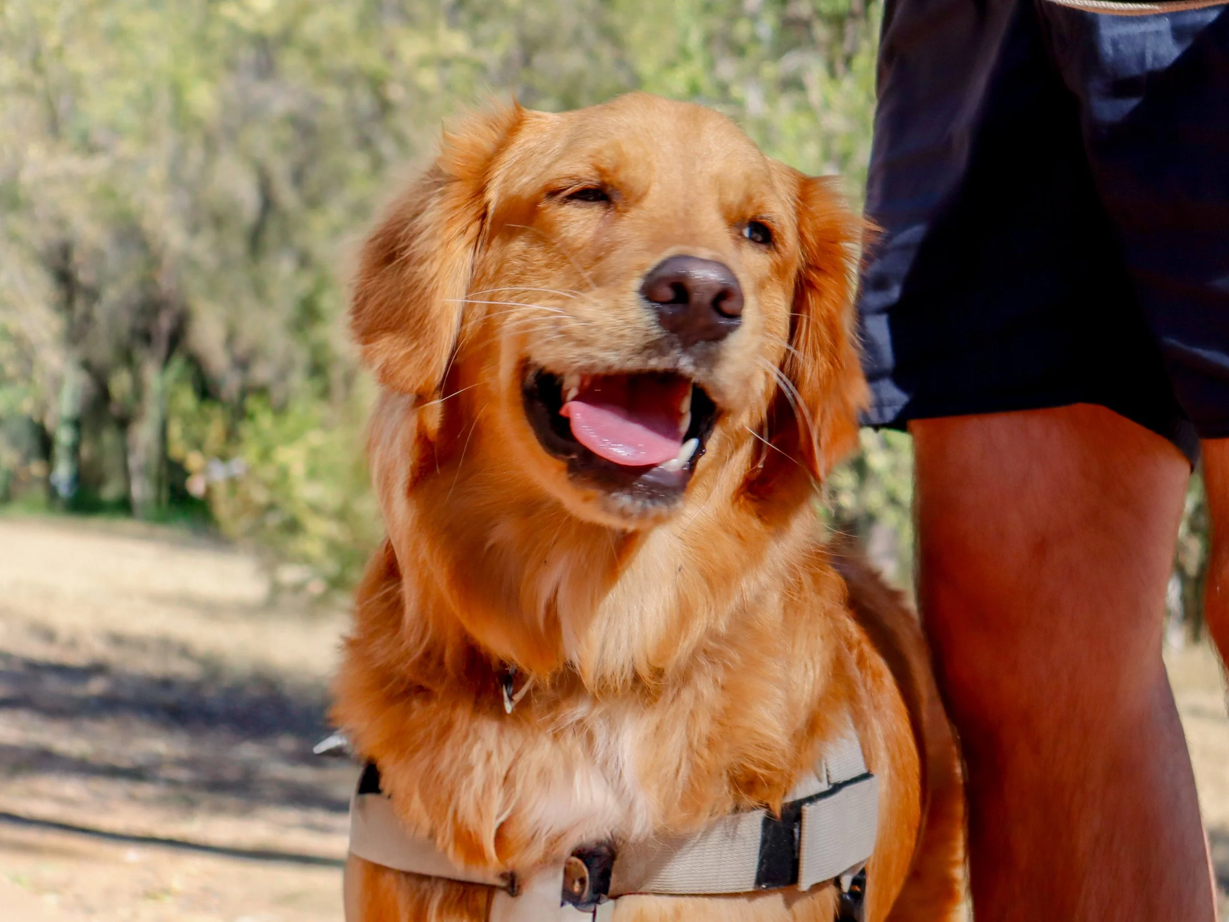 Golden retriever with a happy expression, wearing a harness, standing outdoors with trees in the background.