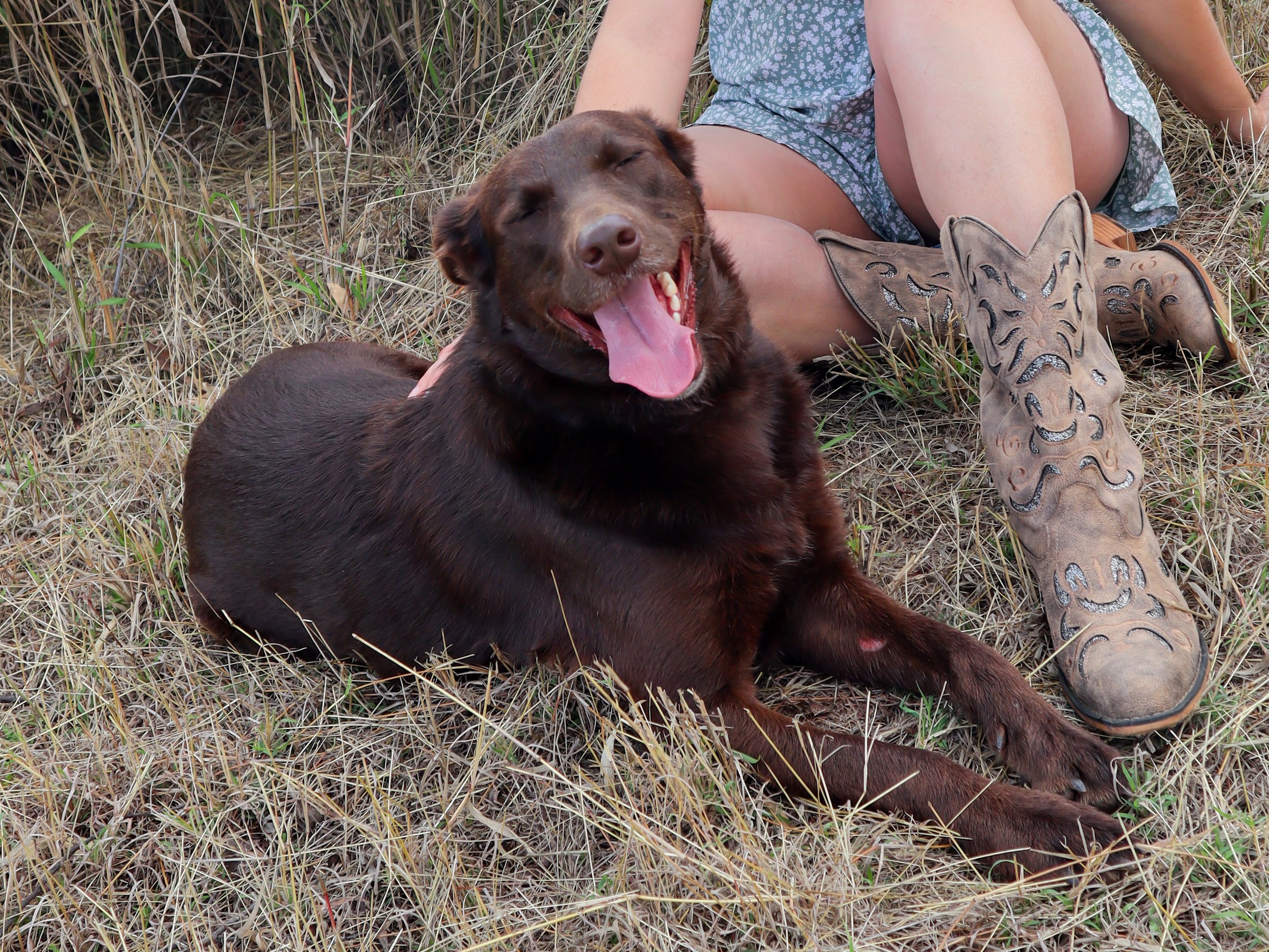 A happy brown dog lying on dry grass near a person wearing tan cowboy boots with dragon designs, and sitting on the ground with their legs crossed.