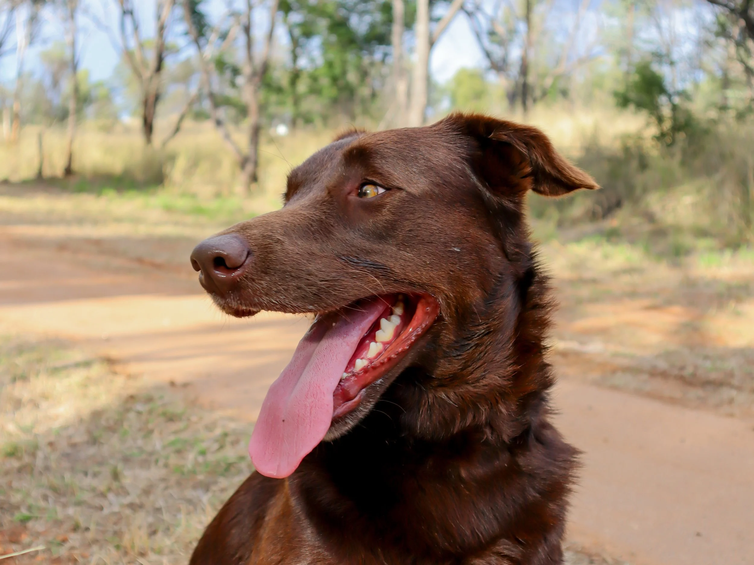 A brown dog with its tongue out, sitting outdoors on a dirt path with trees and green foliage in the background.