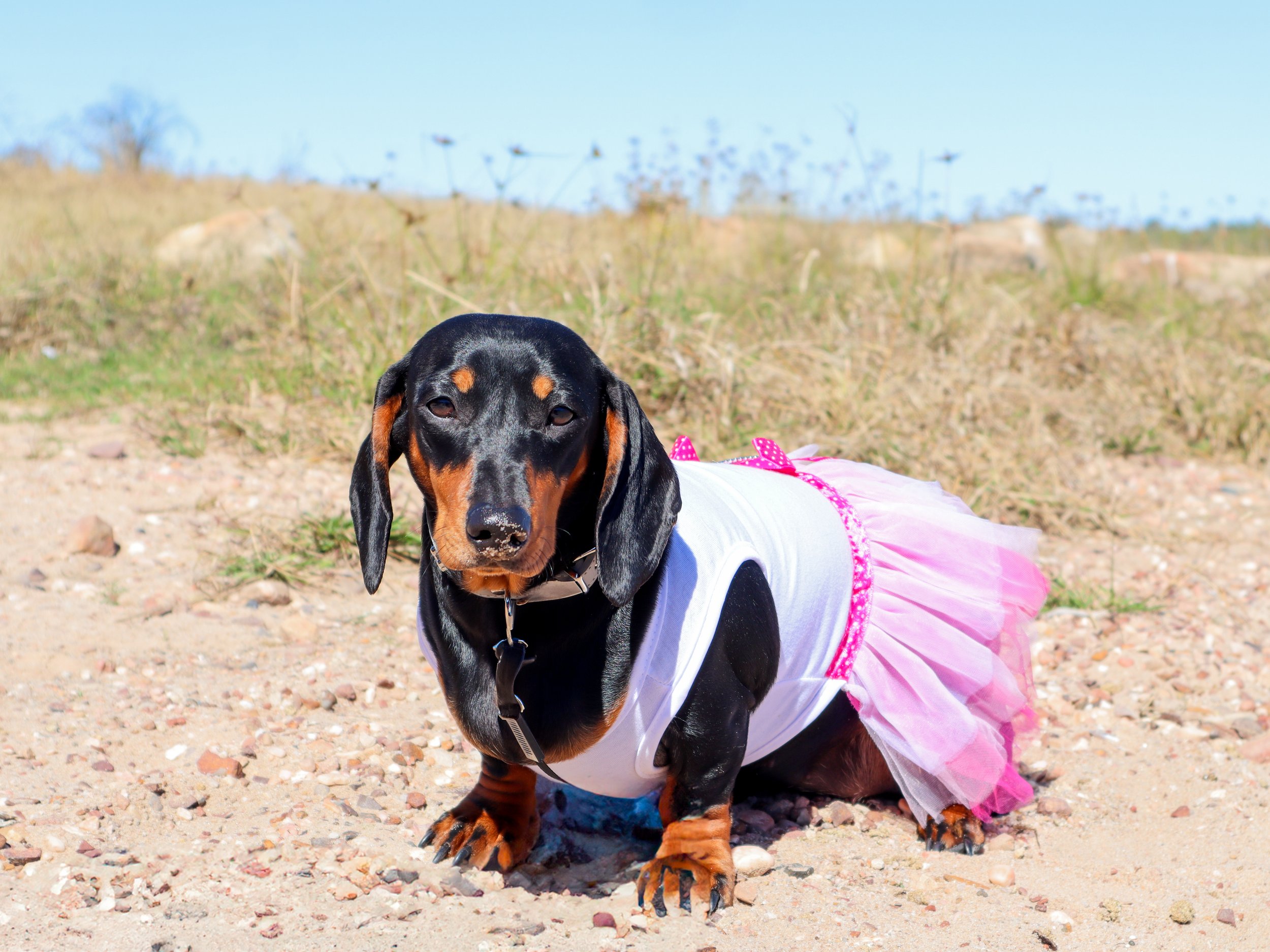 Dachshund wearing a pink tutu and a white shirt sitting on sandy ground outdoors with dry grass and rocks, under a clear blue sky.