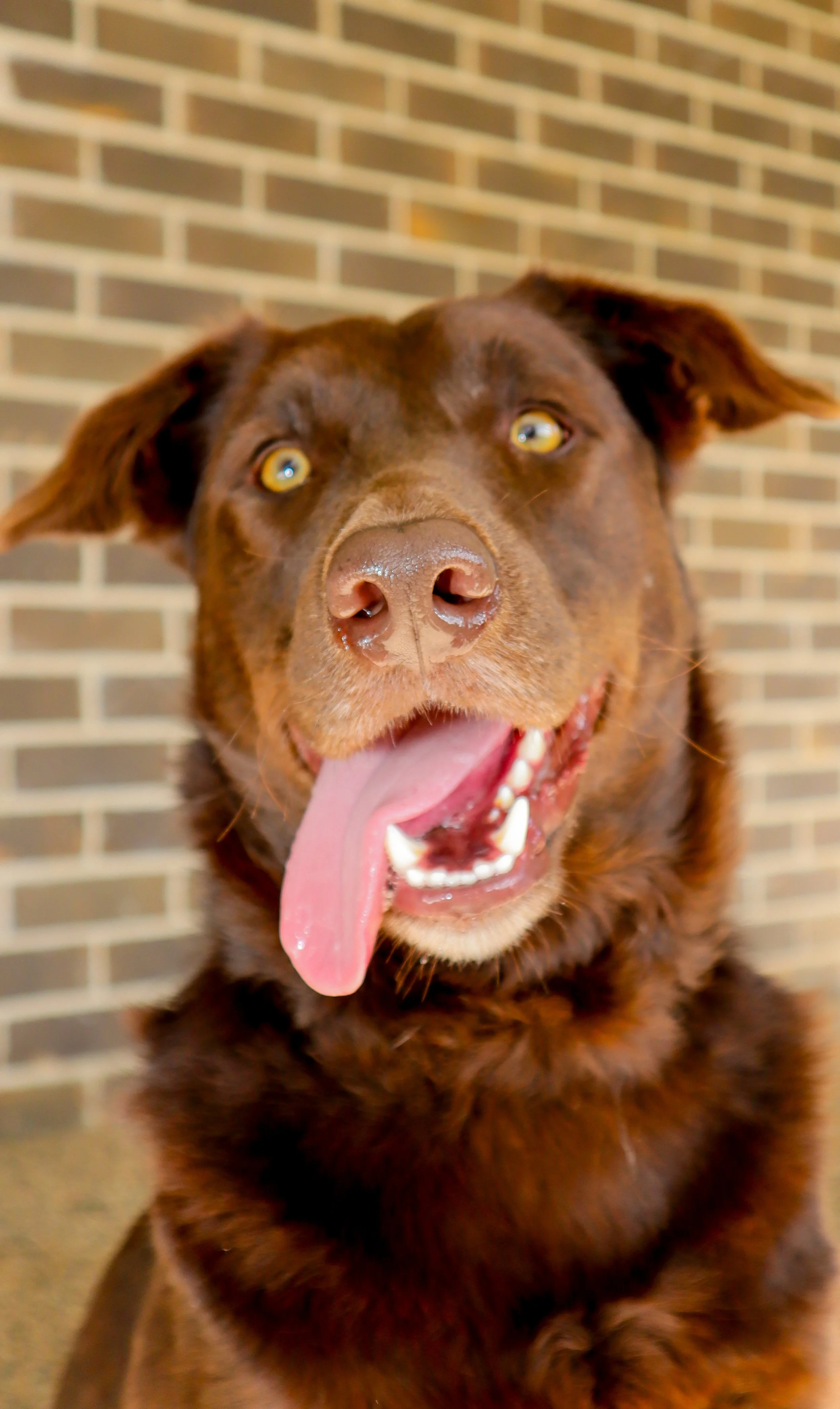 Close-up of a brown dog with its tongue hanging out and a brick wall in the background.