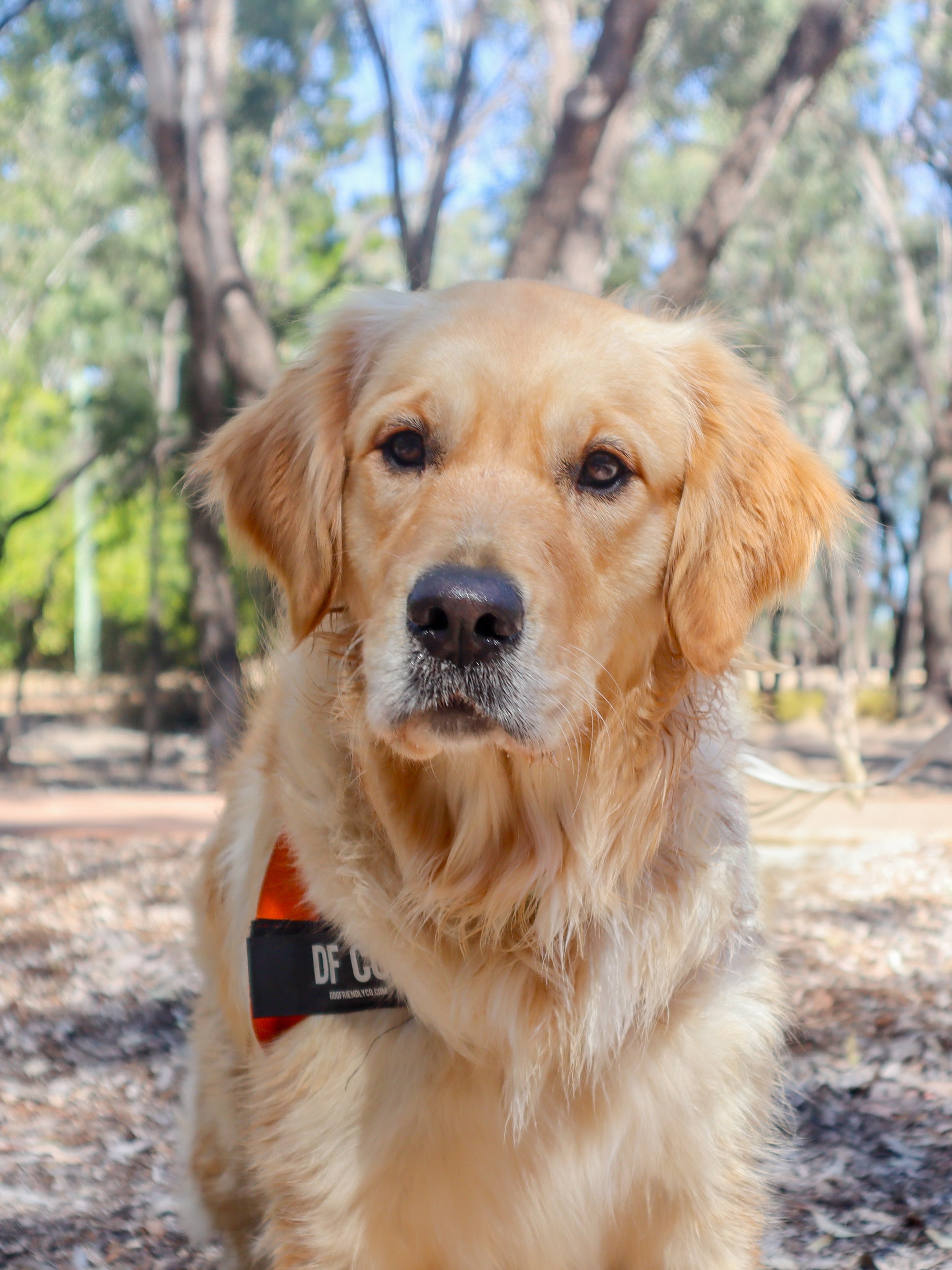 Golden retriever dog in a park with trees and blue sky in the background.