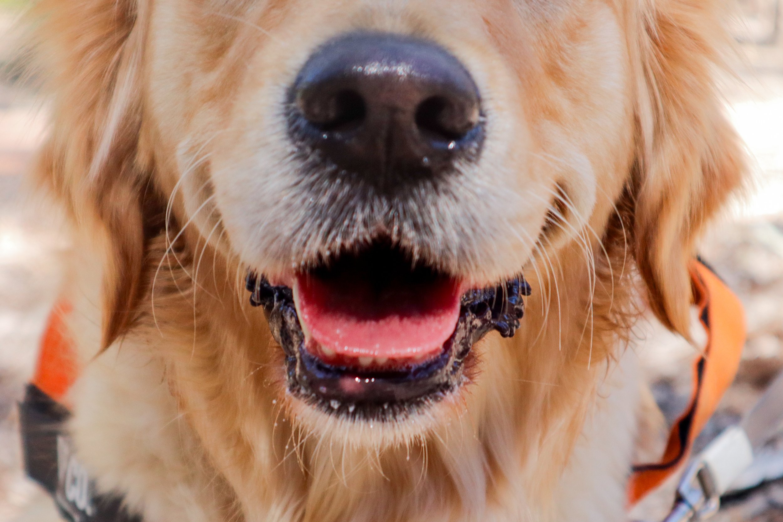 Close-up of a golden retriever's face with a black nose, open mouth, and visible tongue.