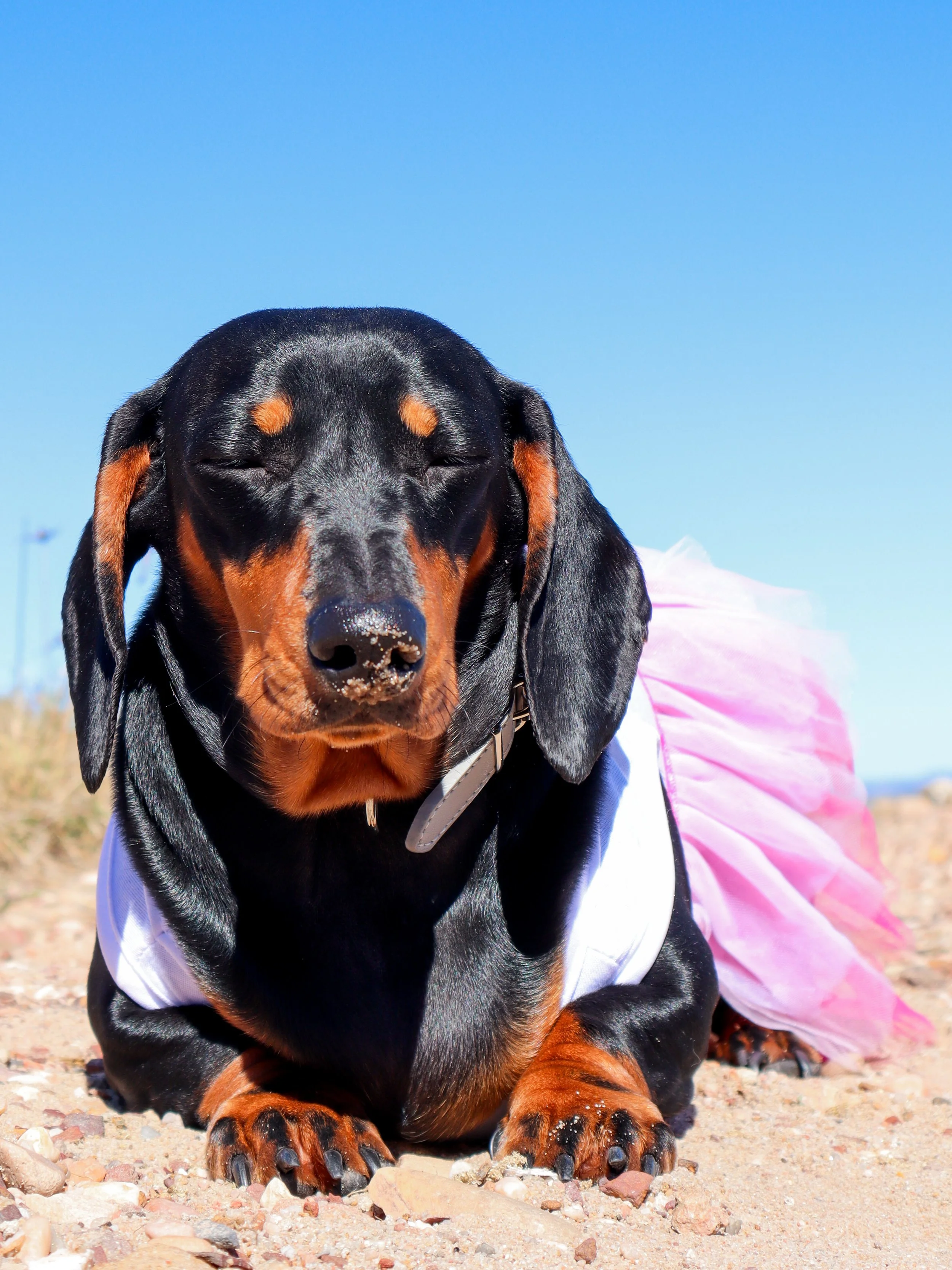 A black and tan dachshund dog wearing a pink tutu and white shirt, lying on sandy ground with closed eyes and nose dusted with sand, against a clear blue sky.