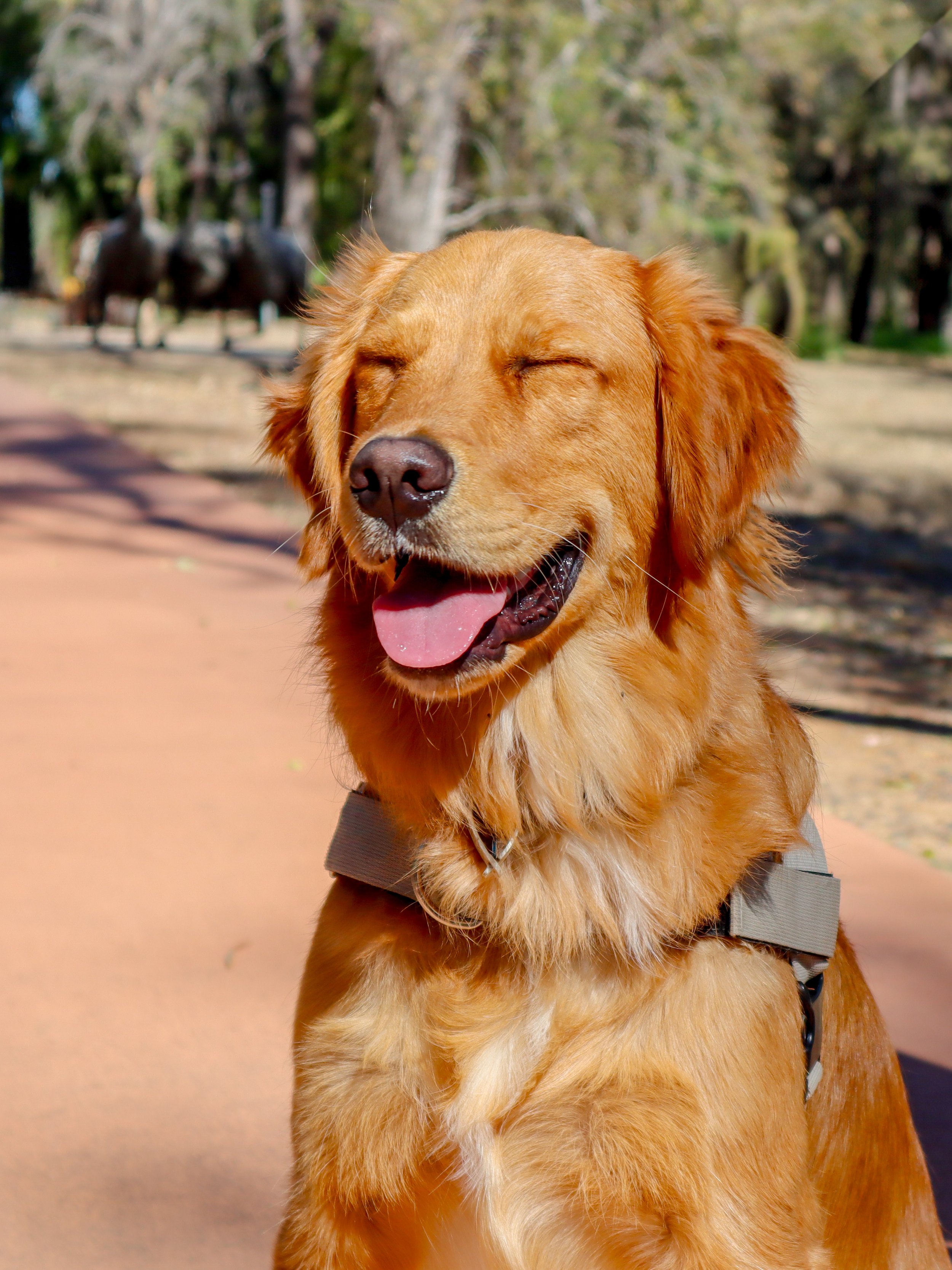 Golden retriever dog with closed eyes and tongue out, smiling, wearing a harness, outdoors on a sunny day.