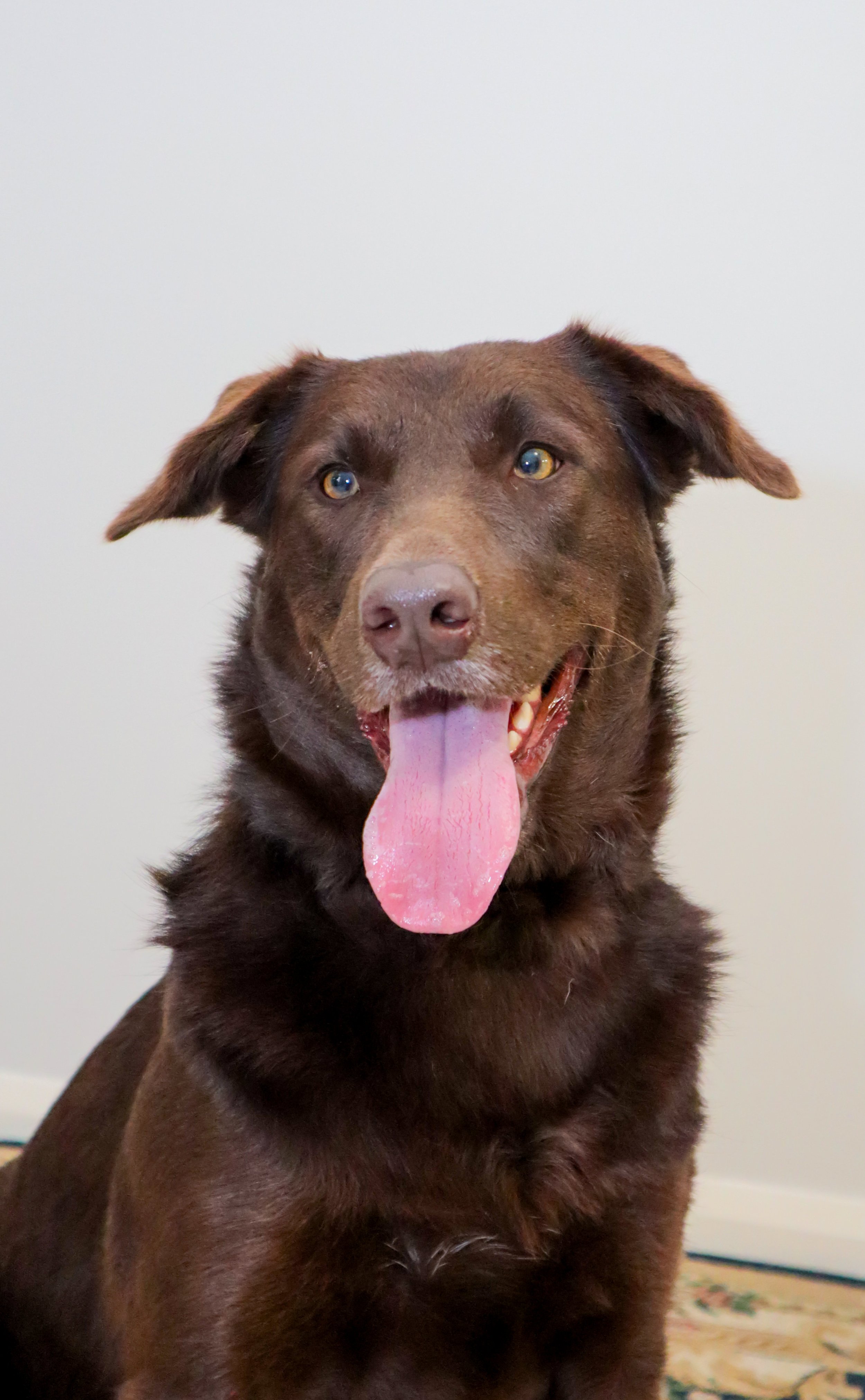 A brown dog sitting indoors with its tongue out, close-up portrait against a plain light background.