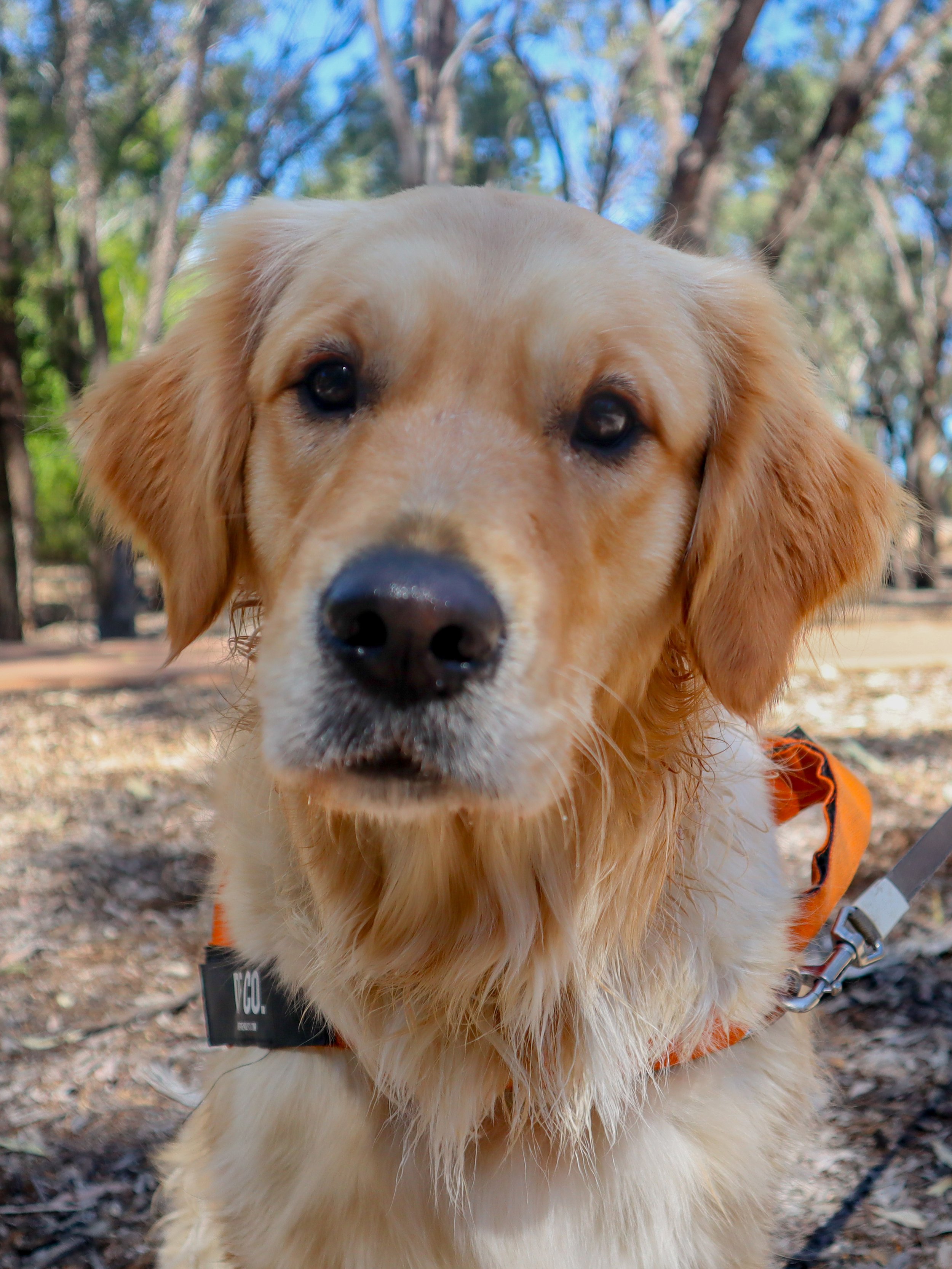 Close-up of a golden retriever dog with wet fur, wearing an orange harness, outdoors in a wooded area with trees and a dirt ground.