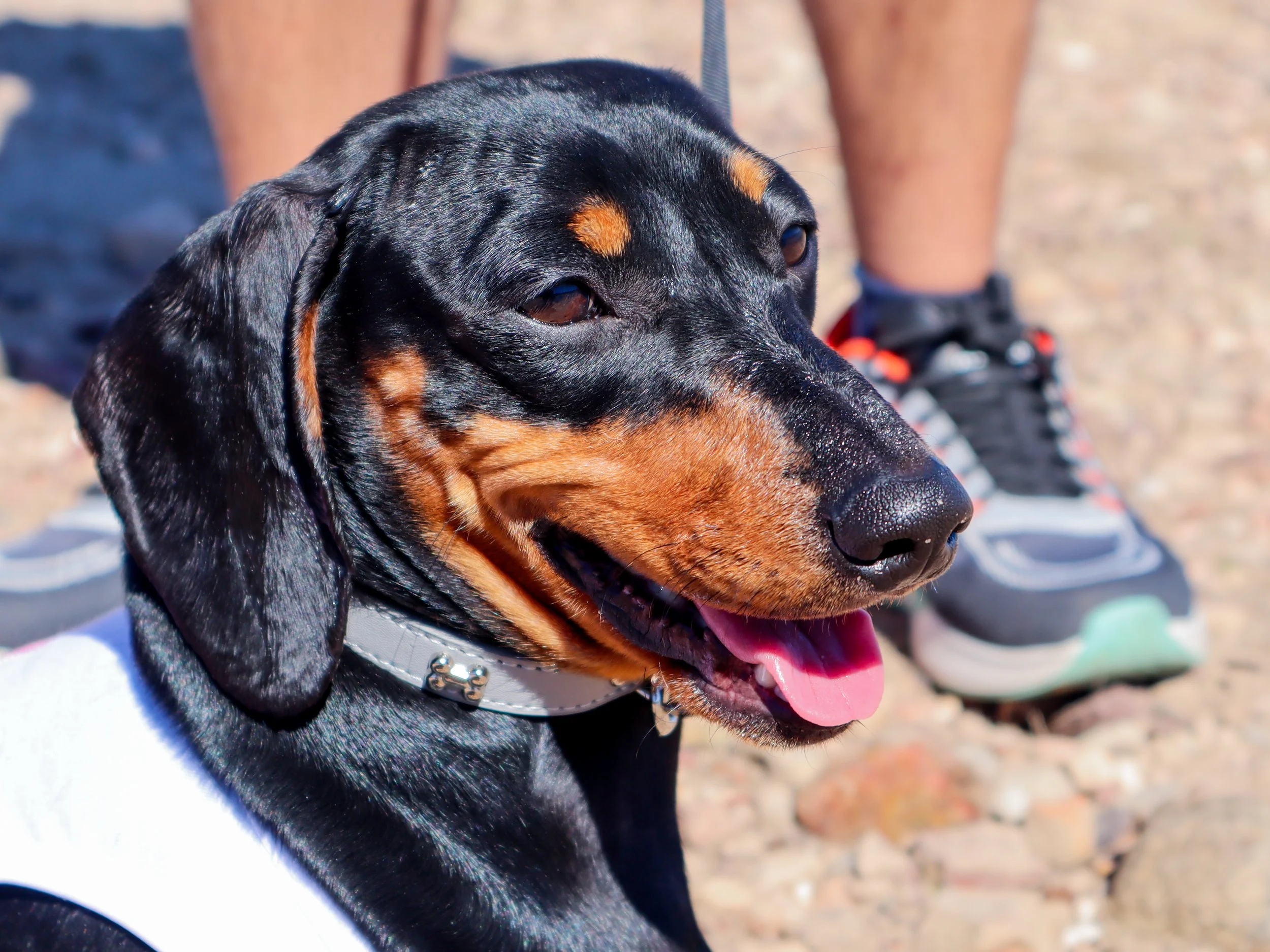 Close-up of a black and tan Dachshund with shiny coat, wearing a collar, with its tongue out, on a rocky ground with a person’s legs and sneakers in the background.