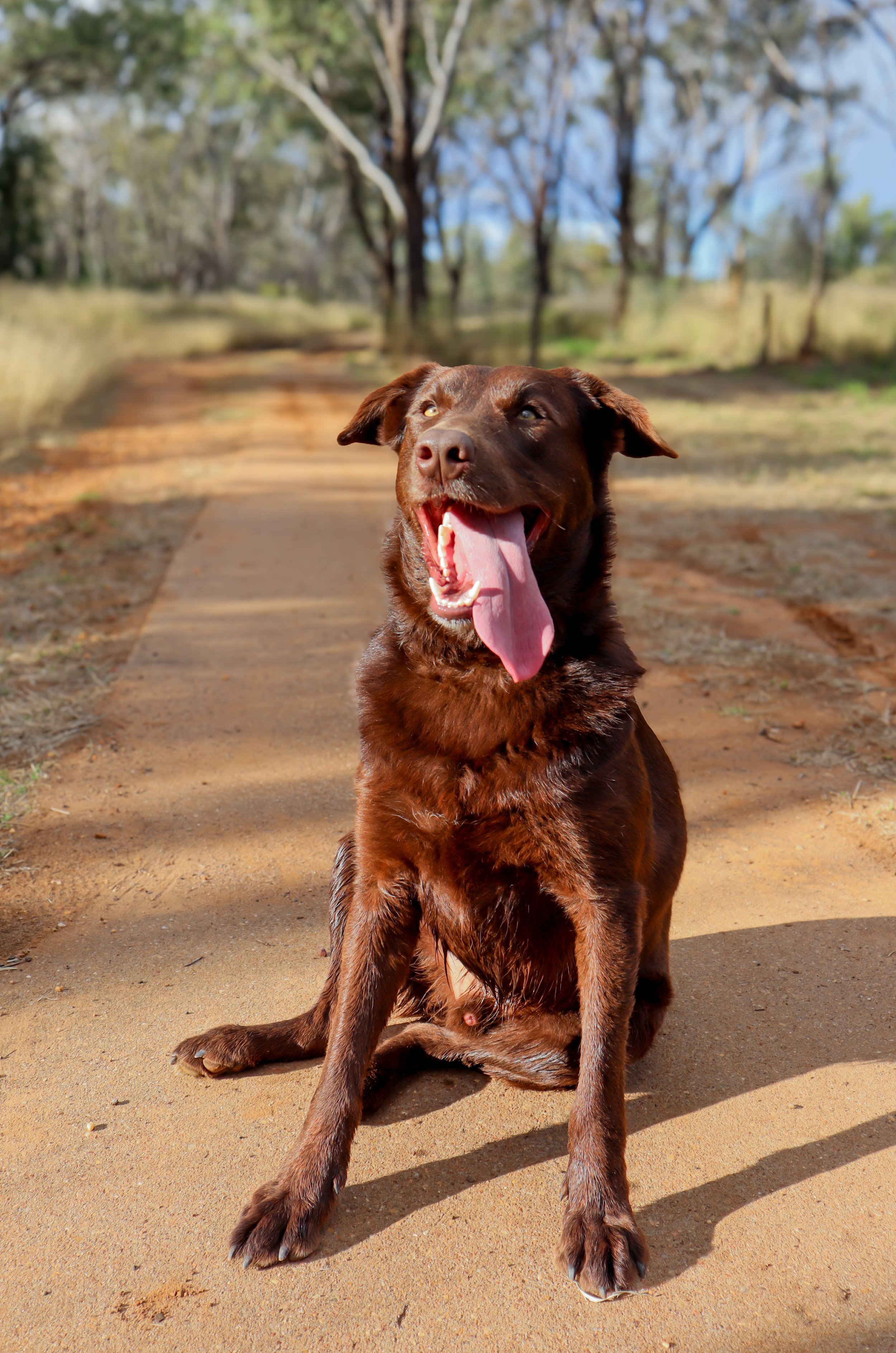 A brown dog sitting on a dirt path with trees in the background, yawning with its tongue out.